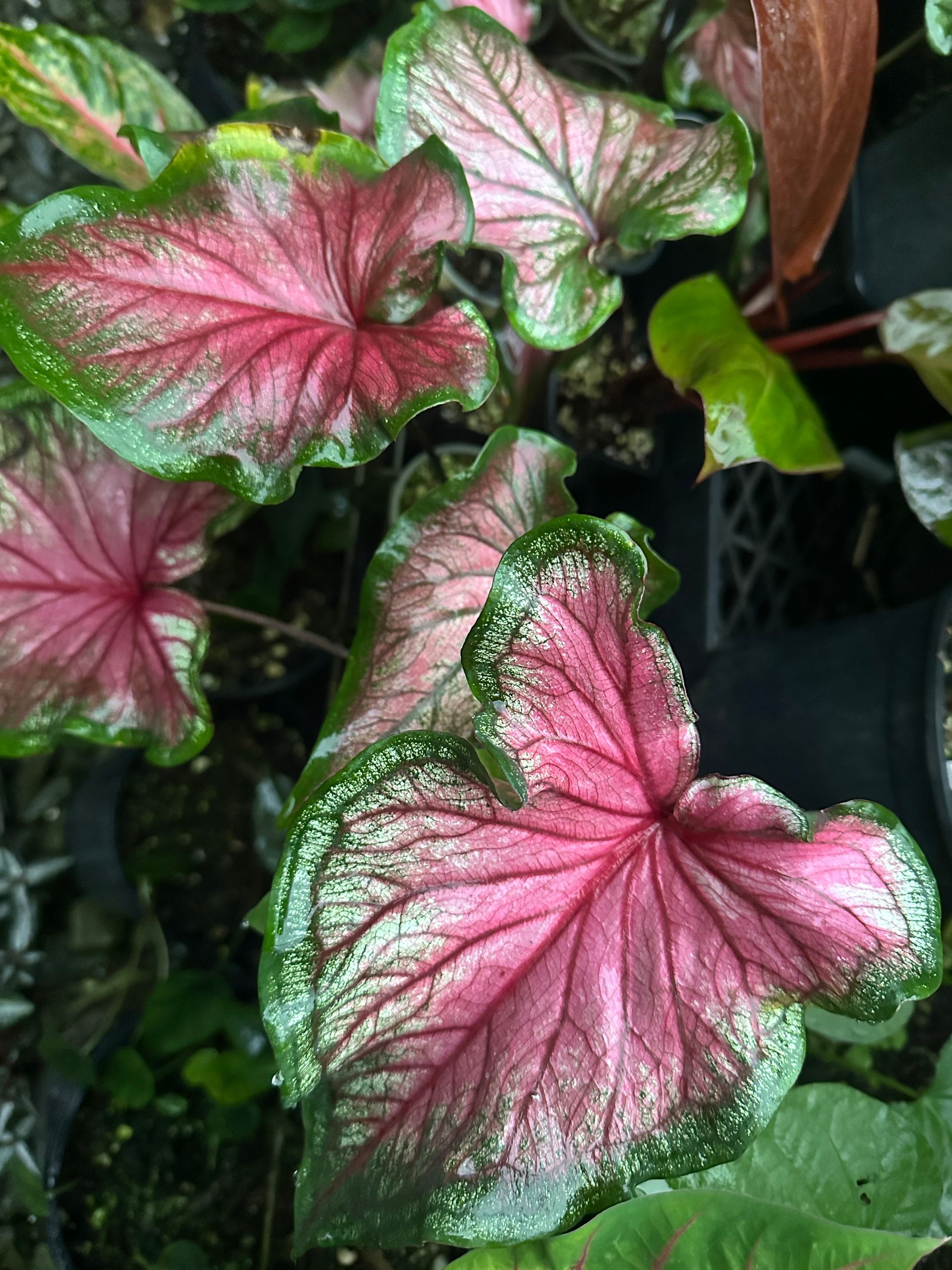 Caladiums R Us!