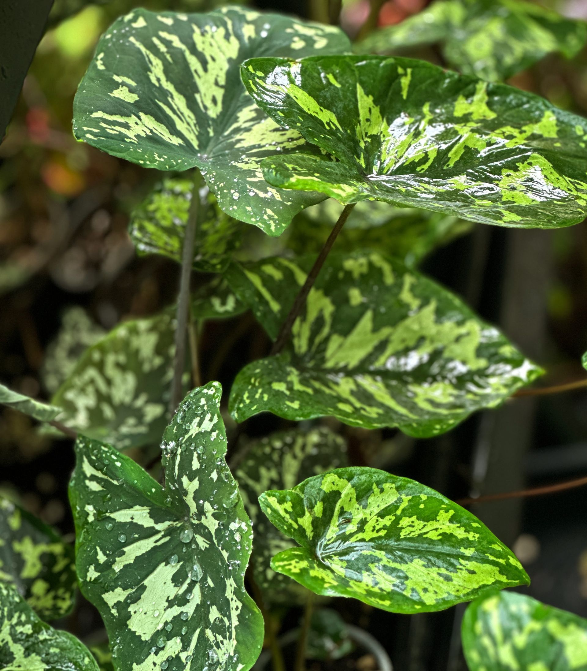 Caladiums R Us!