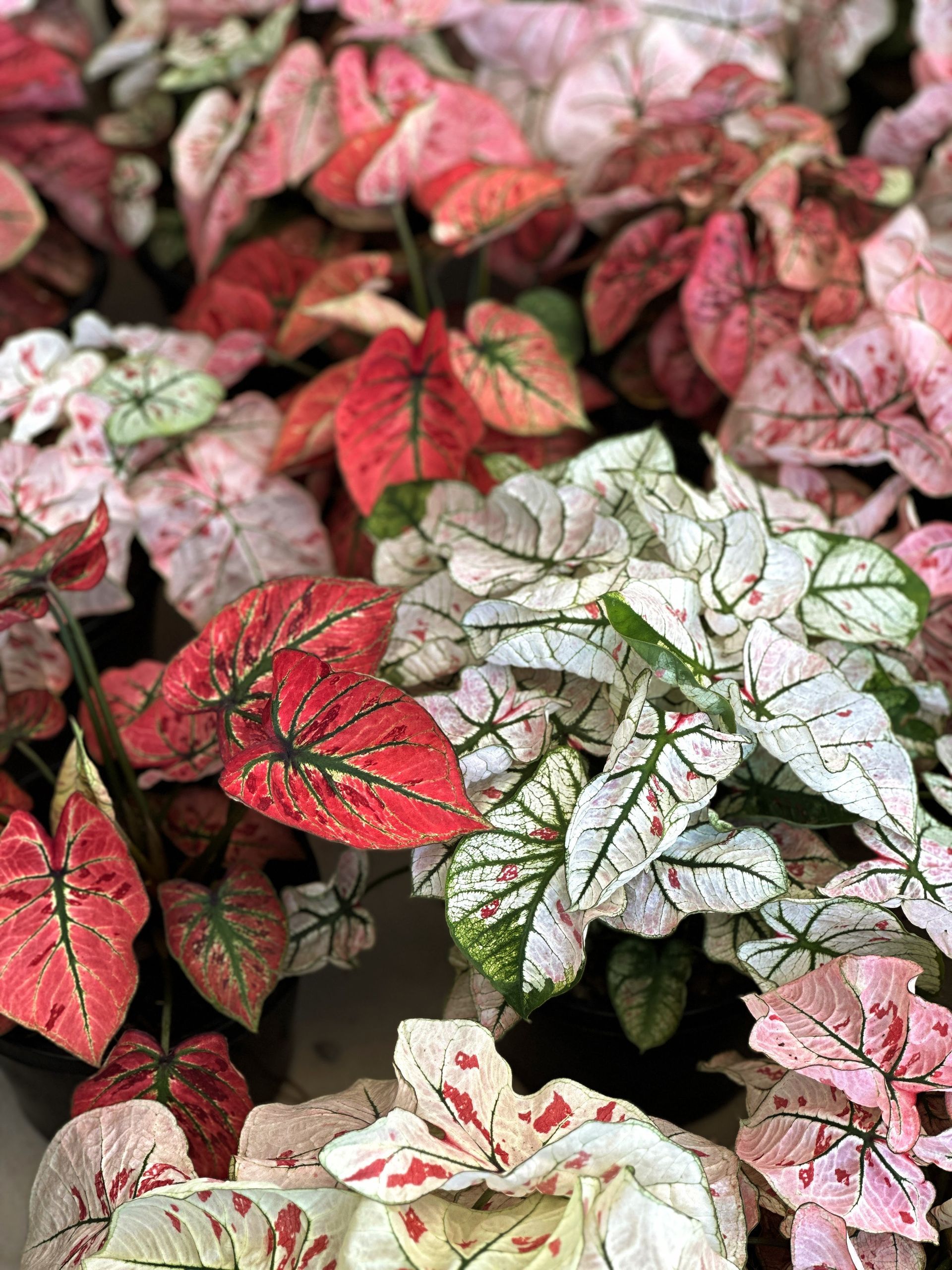 Caladiums R Us!