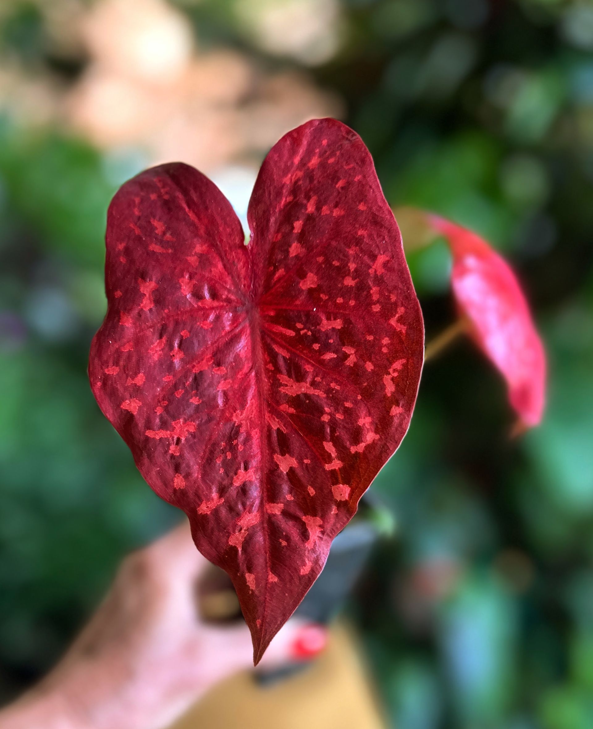 Caladiums R Us!