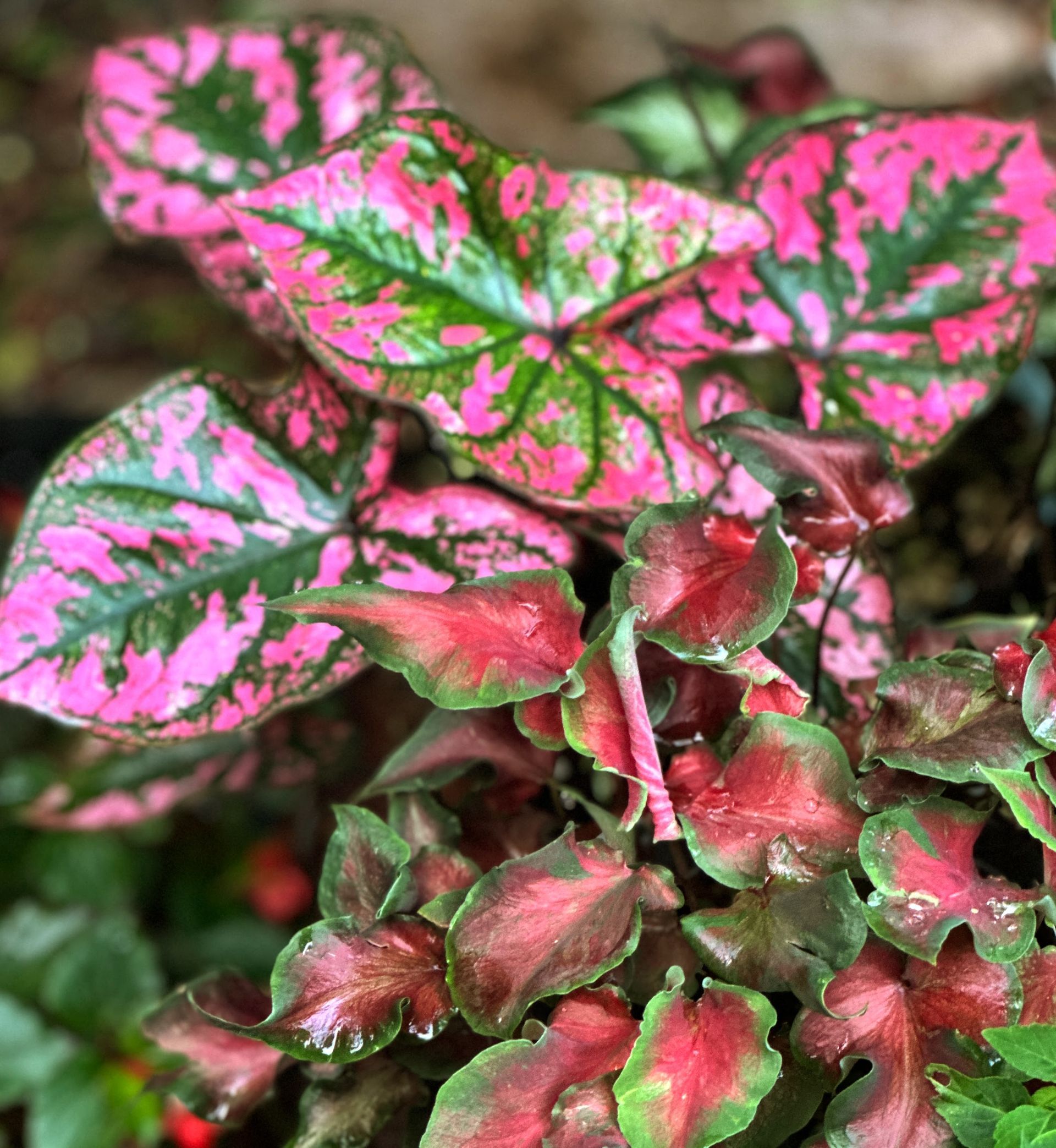 Caladiums R Us!