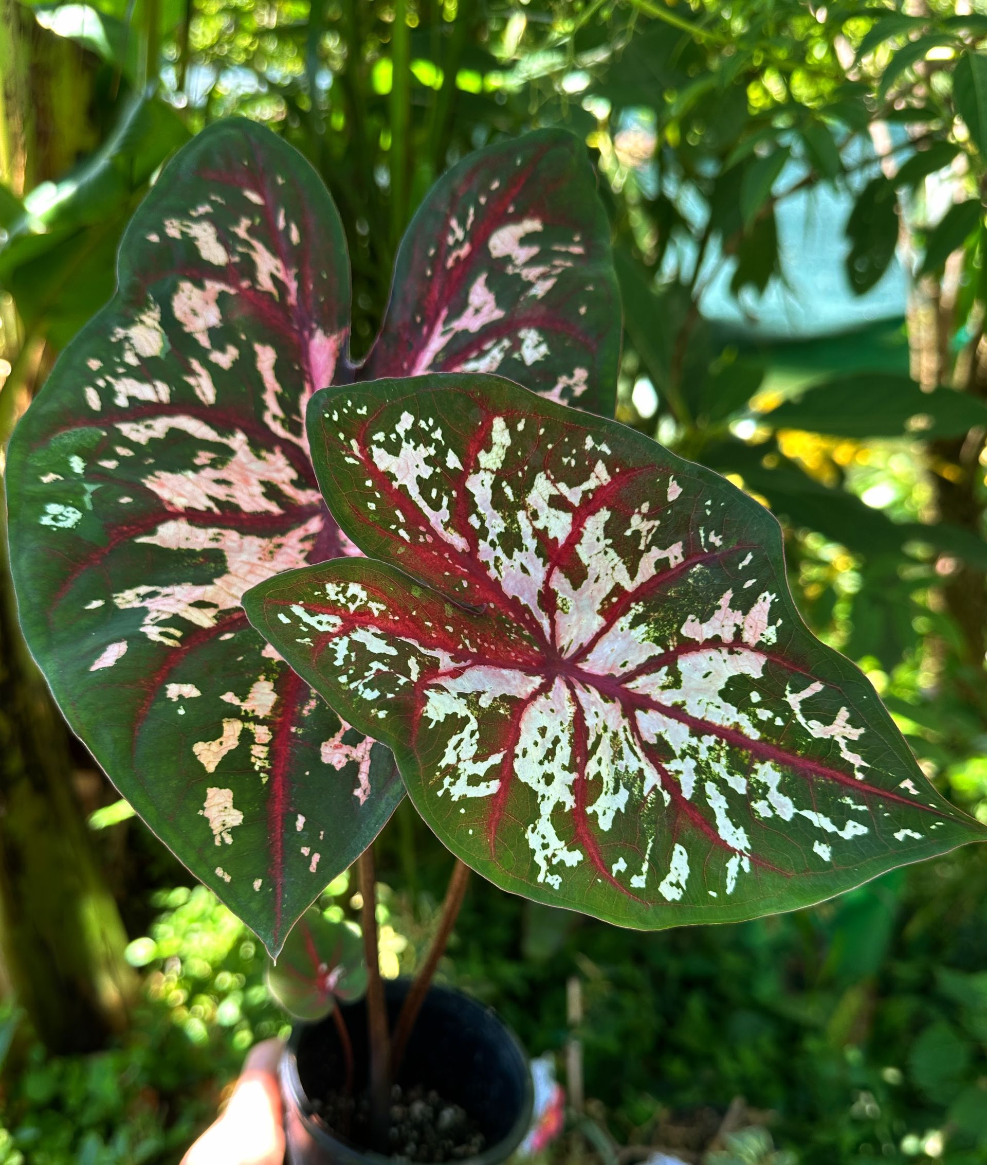 Caladiums R Us!