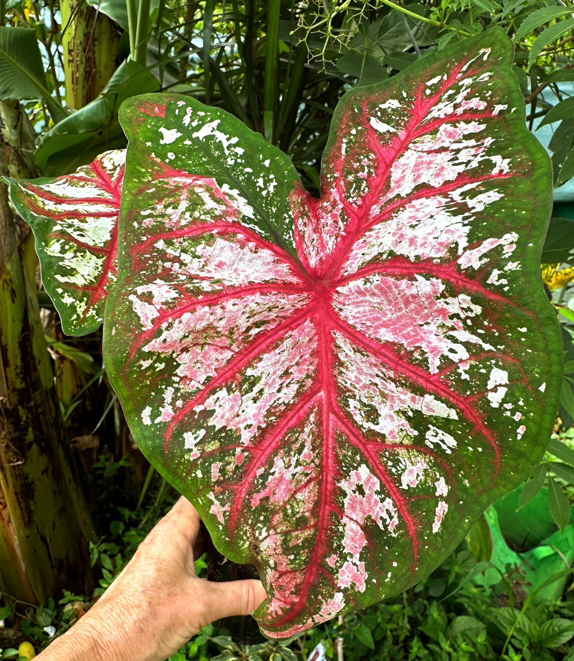 Caladiums R Us!