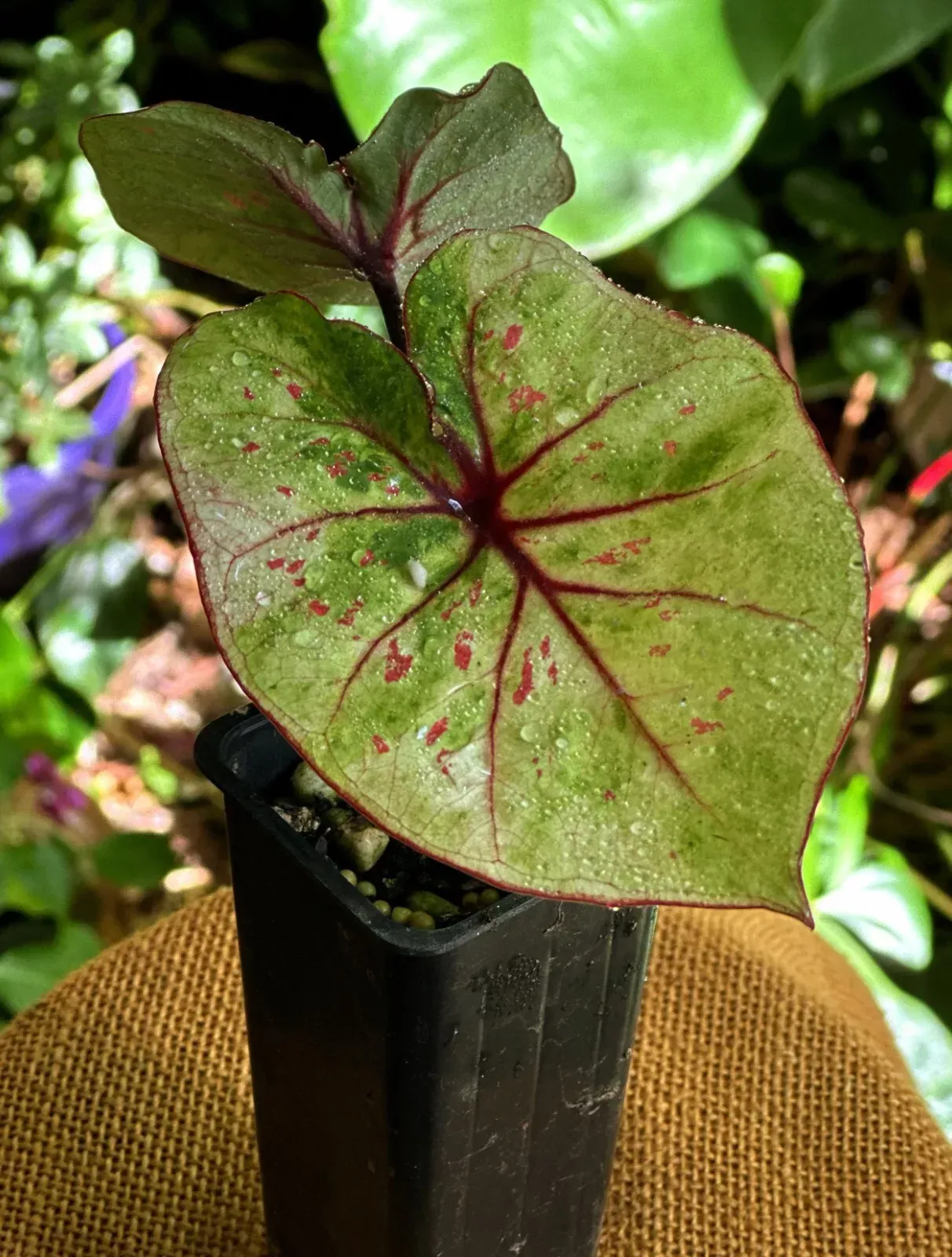 Caladiums R Us!