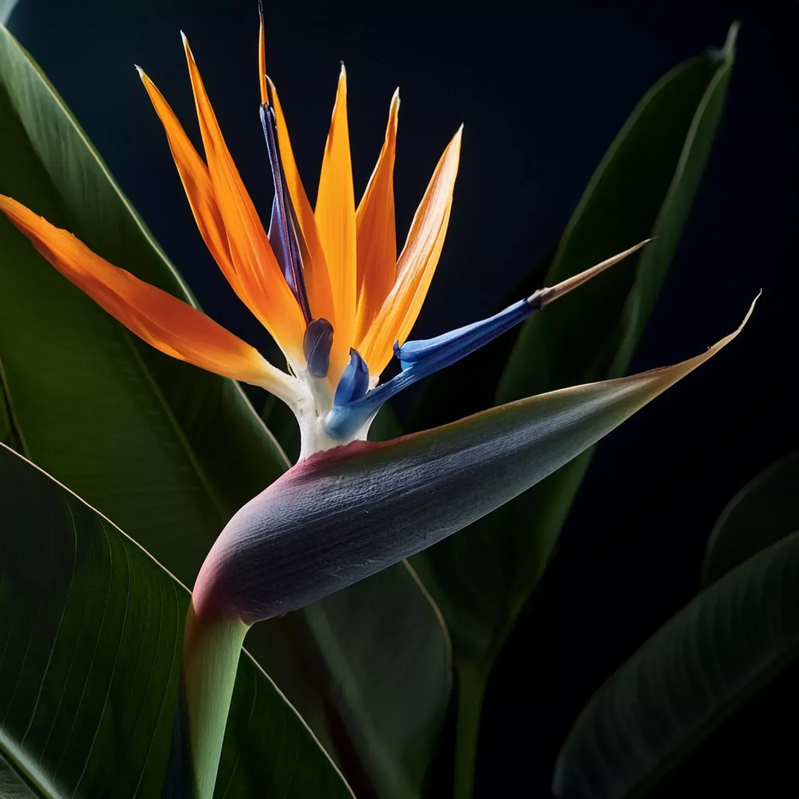 Strelitzia Bird of Paradise ?