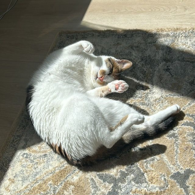 hold my paw - Wij redden honden en katten in nood uit Turkije en geven ze een tweede kans op een liefdevol leven in Nederland.