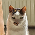 hold my paw - Wij redden honden en katten in nood uit Turkije en geven ze een tweede kans op een liefdevol leven in Nederland.