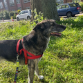 hold my paw - Wij redden honden en katten in nood uit Turkije en geven ze een tweede kans op een liefdevol leven in Nederland.