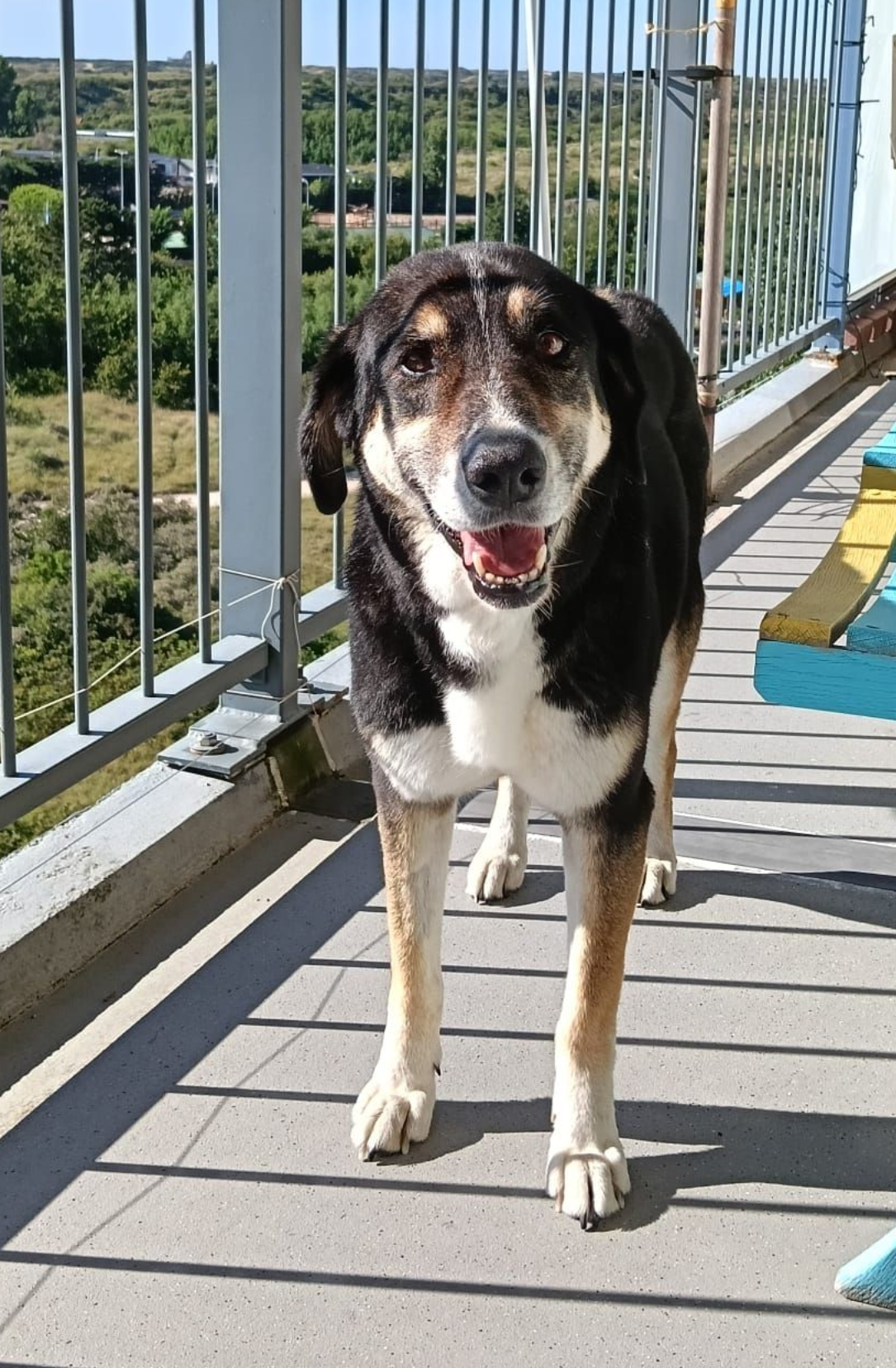 hold my paw - Wij redden honden en katten in nood uit Turkije en geven ze een tweede kans op een liefdevol leven in Nederland.