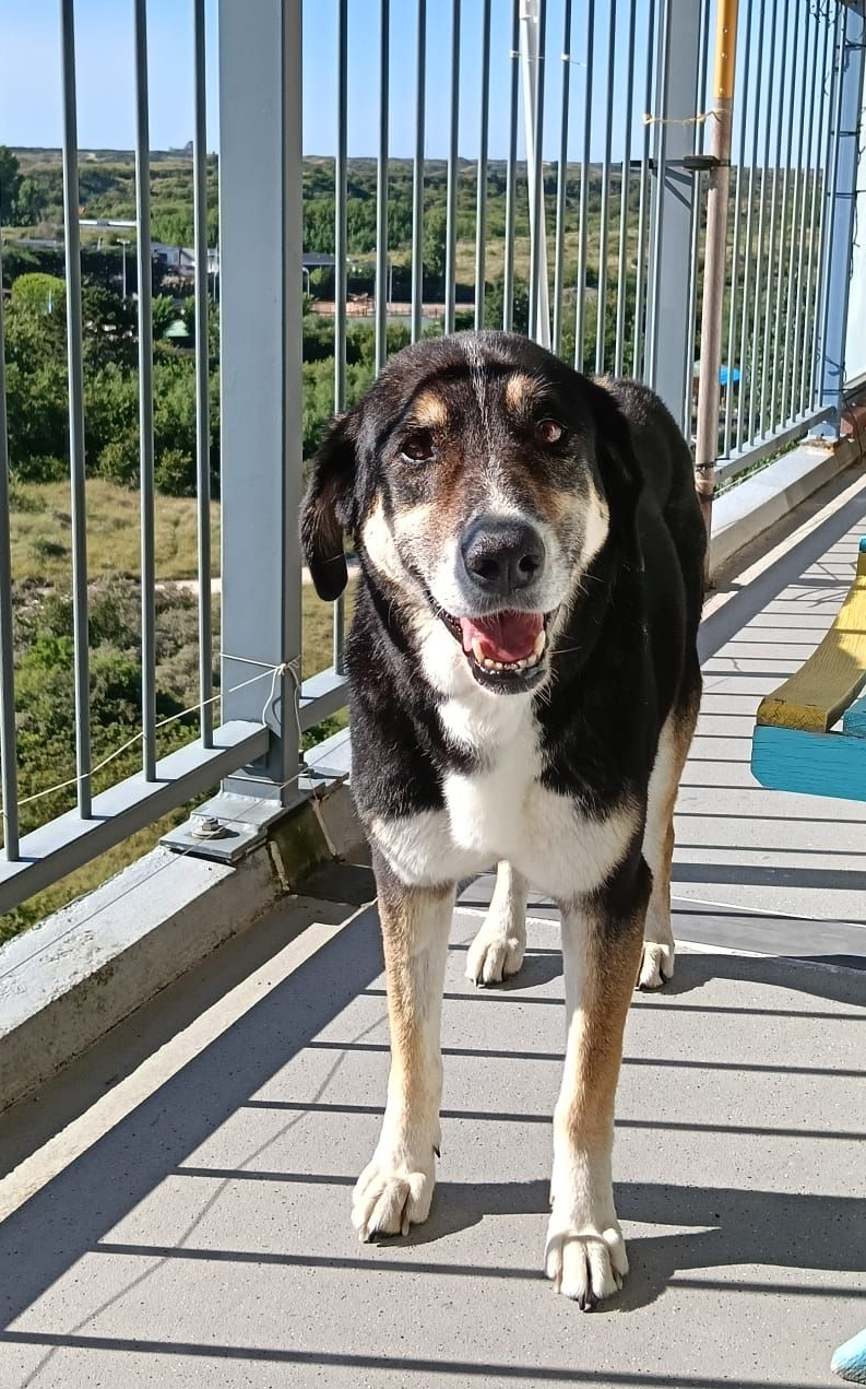 hold my paw - Wij redden honden en katten in nood uit Turkije en geven ze een tweede kans op een liefdevol leven in Nederland.