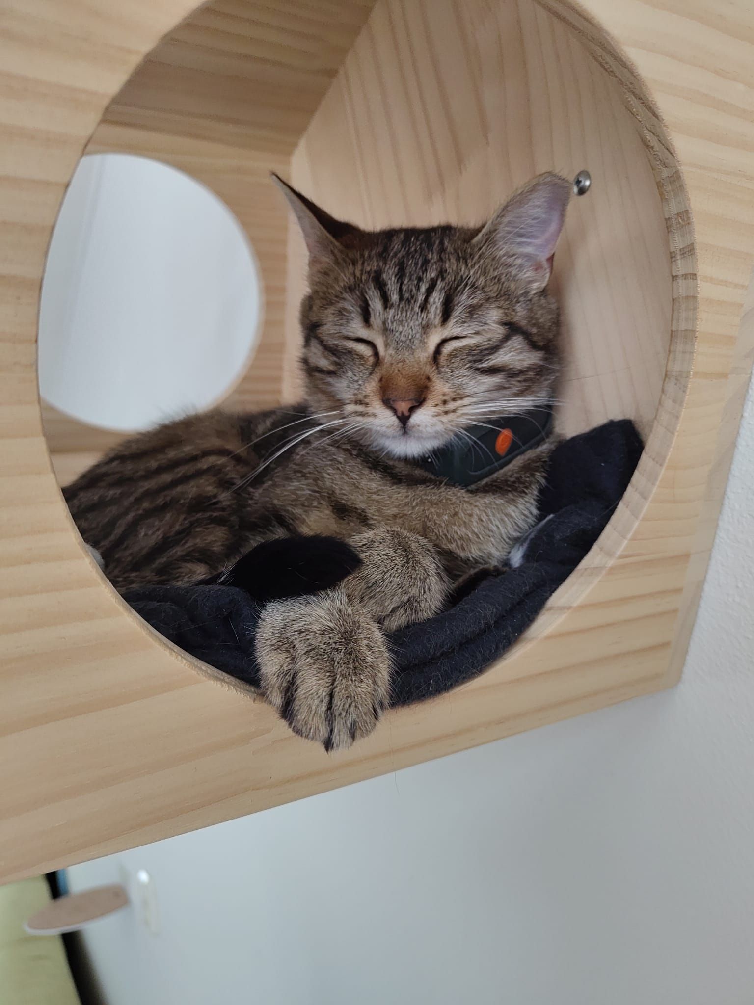 hold my paw - Wij redden honden en katten in nood uit Turkije en geven ze een tweede kans op een liefdevol leven in Nederland.