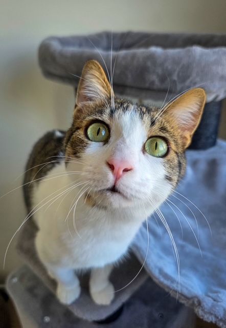 hold my paw - Wij redden honden en katten in nood uit Turkije en geven ze een tweede kans op een liefdevol leven in Nederland.