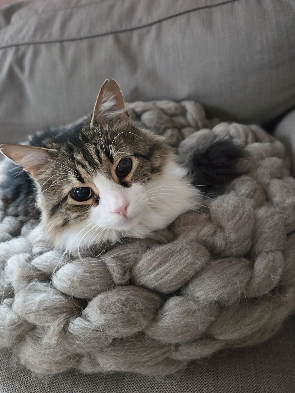 hold my paw - Wij redden honden en katten in nood uit Turkije en geven ze een tweede kans op een liefdevol leven in Nederland.
