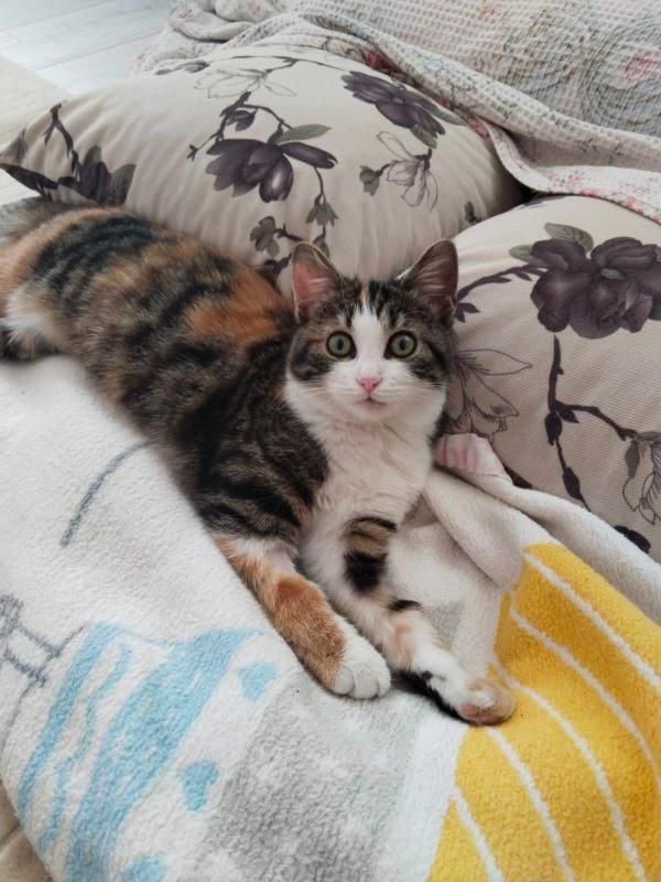 hold my paw - Wij redden honden en katten in nood uit Turkije en geven ze een tweede kans op een liefdevol leven in Nederland.