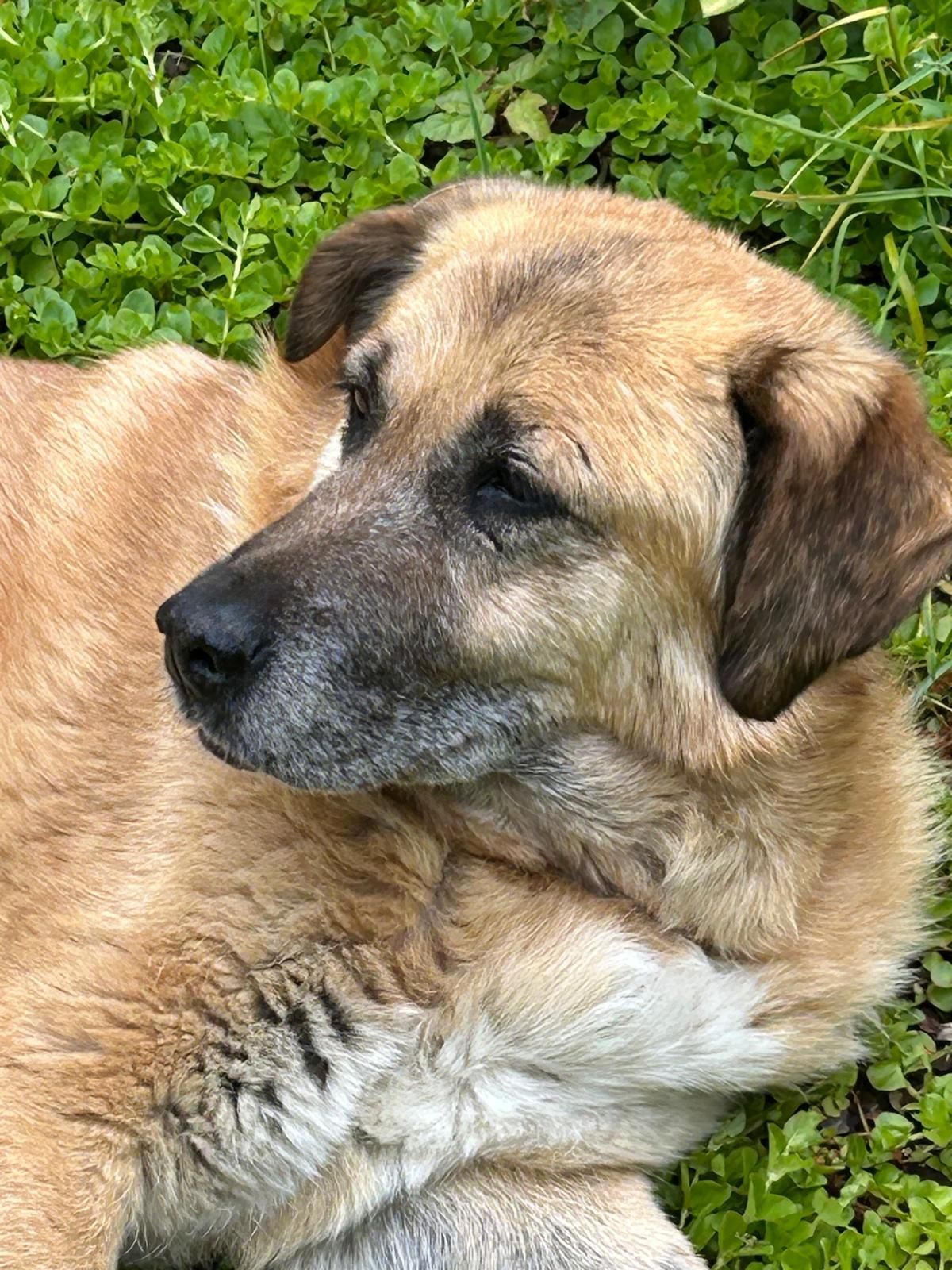 hold my paw - Wij redden honden en katten in nood uit Turkije en geven ze een tweede kans op een liefdevol leven in Nederland.