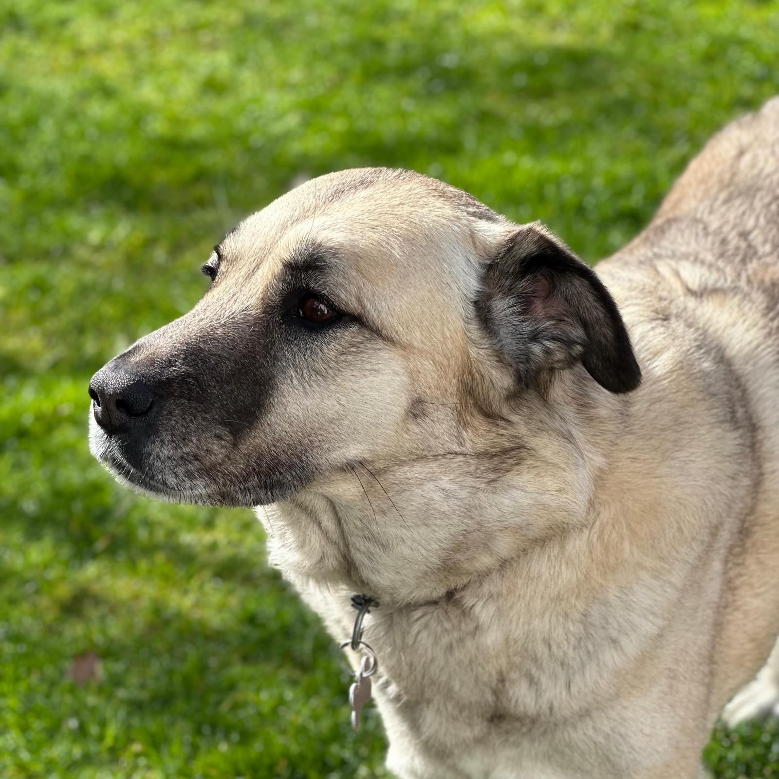 hold my paw - Wij redden honden en katten in nood uit Turkije en geven ze een tweede kans op een liefdevol leven in Nederland.