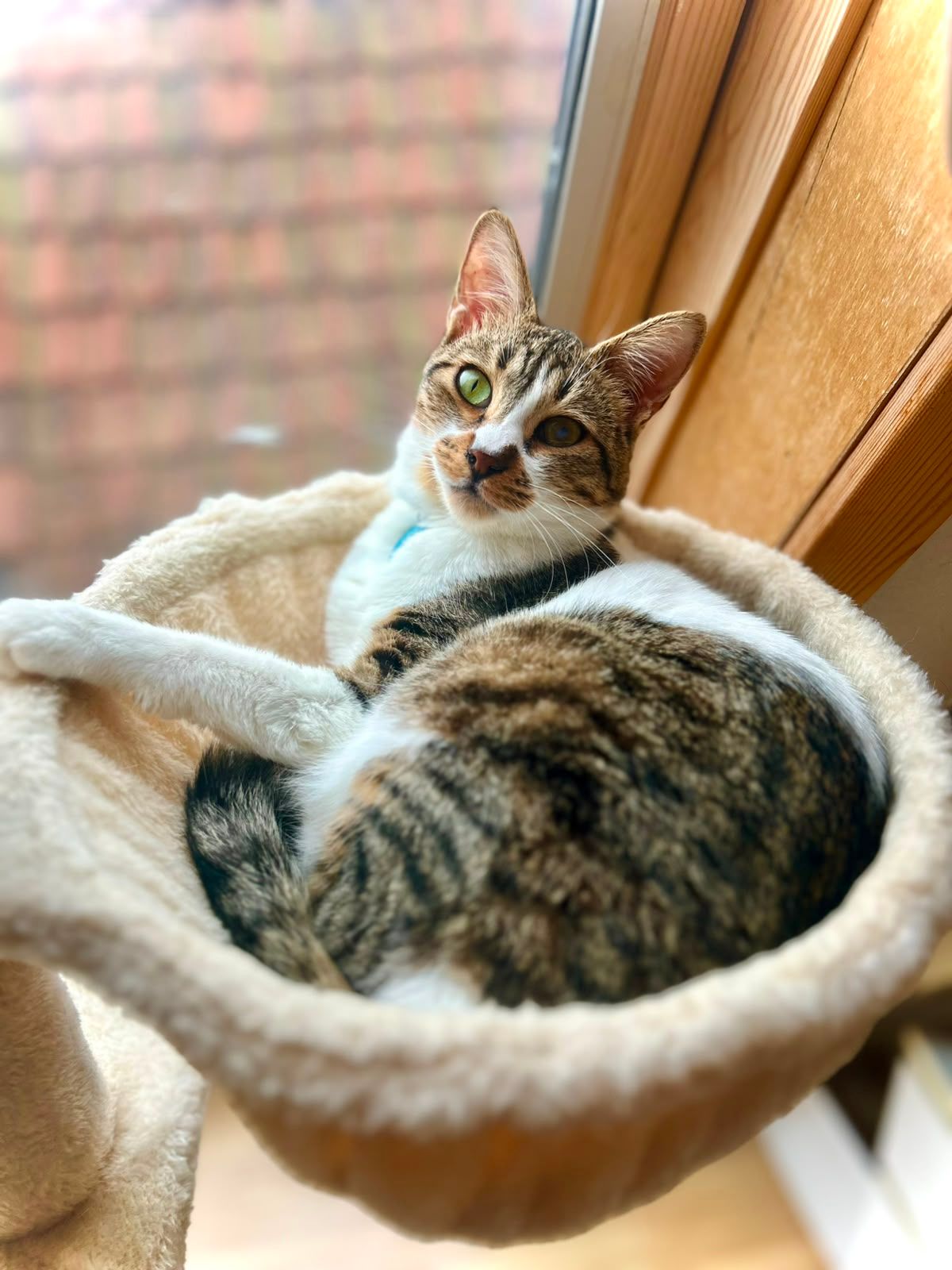 hold my paw - Wij redden honden en katten in nood uit Turkije en geven ze een tweede kans op een liefdevol leven in Nederland.