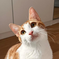 hold my paw - Wij redden honden en katten in nood uit Turkije en geven ze een tweede kans op een liefdevol leven in Nederland.