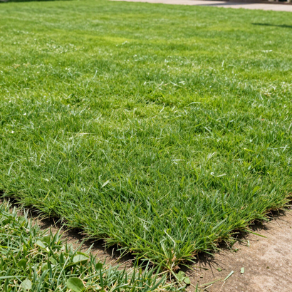 Fresh green grass lawn with a concrete edge and bare soil foreground