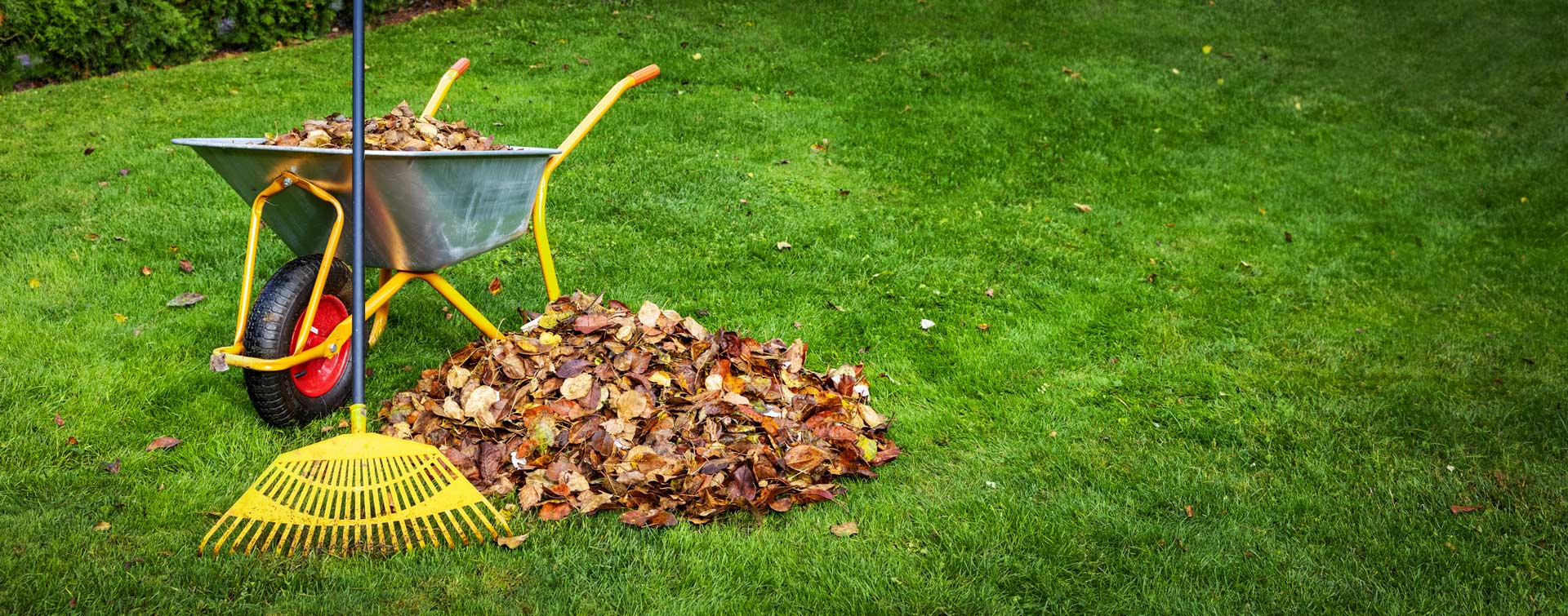 autumn leaves