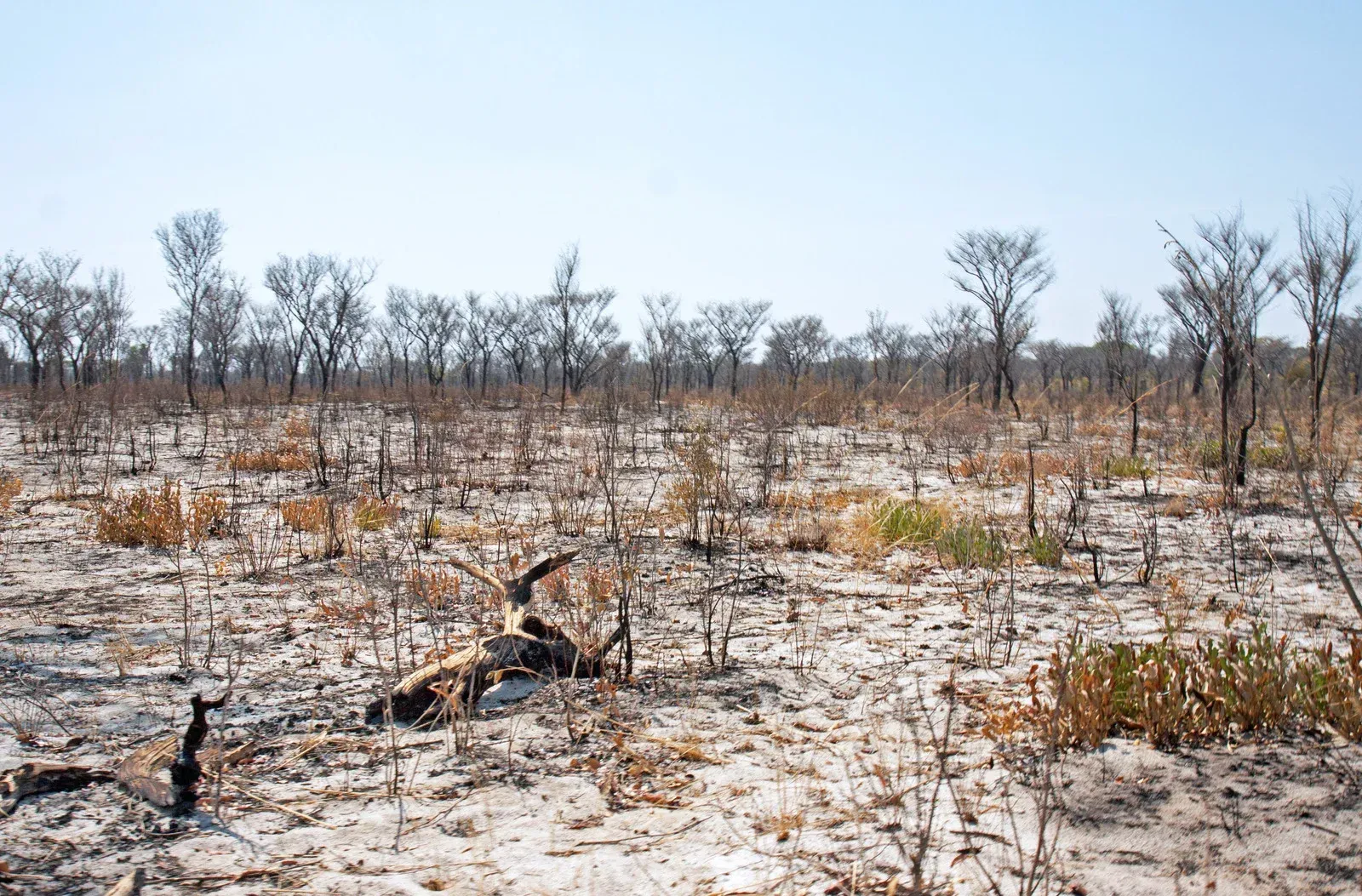 A landscape of scorched earth and charred trees after a wildfire, with gray ash covering the ground under a clear sky.