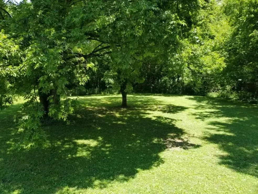 Sunny green park with leafy trees and dappled shade on grass