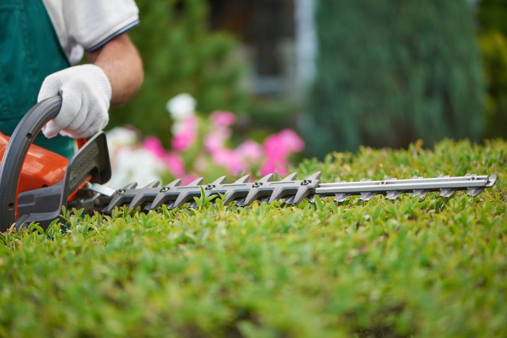A Person is Cutting a Hedge With a Hedge Trimmer — Diamond Service Centre In Lismore, NSW