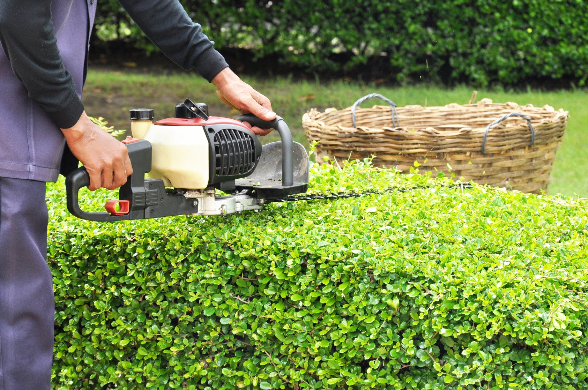 Bush Trimming in Saugus, MA | Top Notch Services Inc.