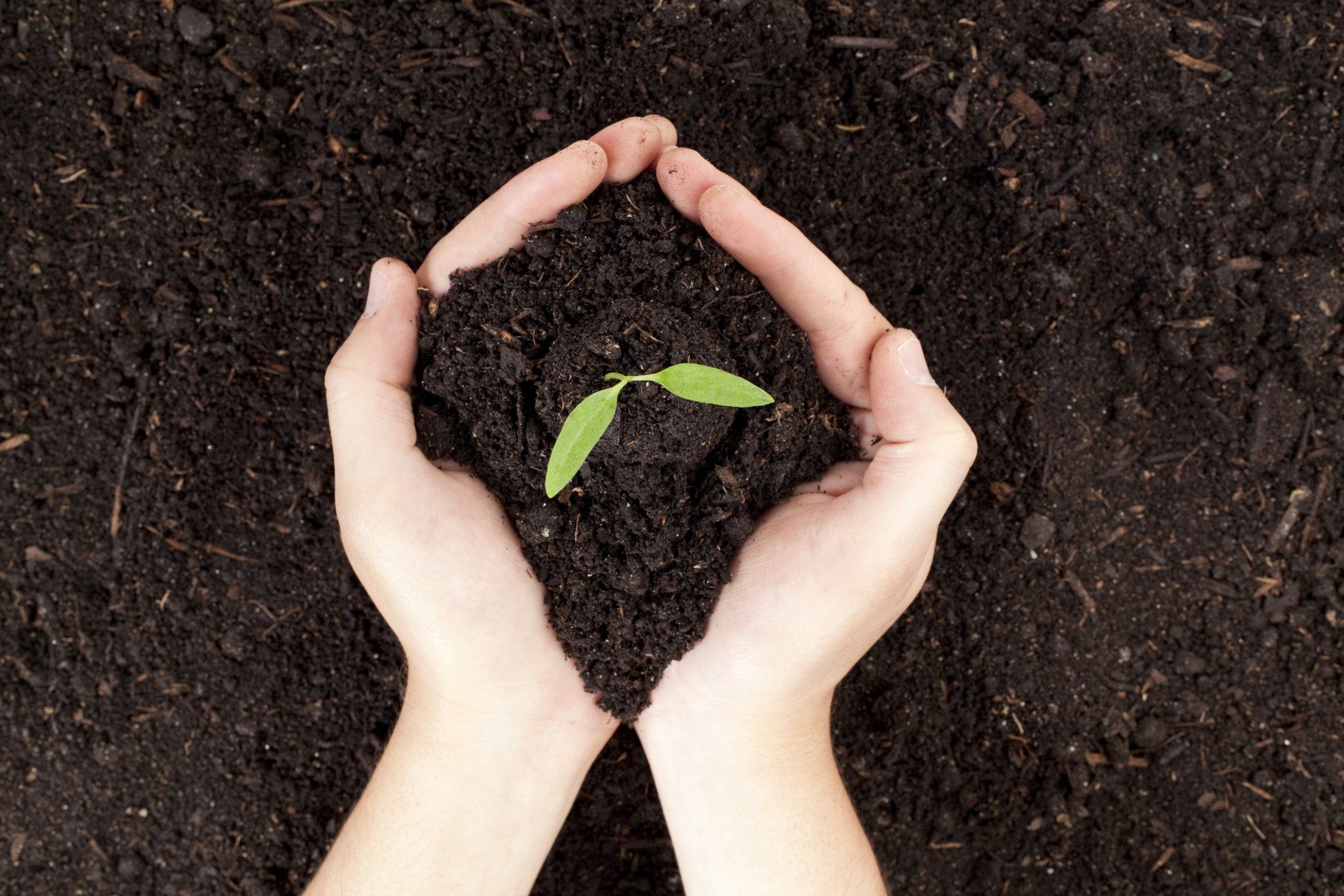 Fertilization in Saugus, MA | Top Notch Services Inc. Fertilization in Saugus, MA | Top Notch Services Inc.