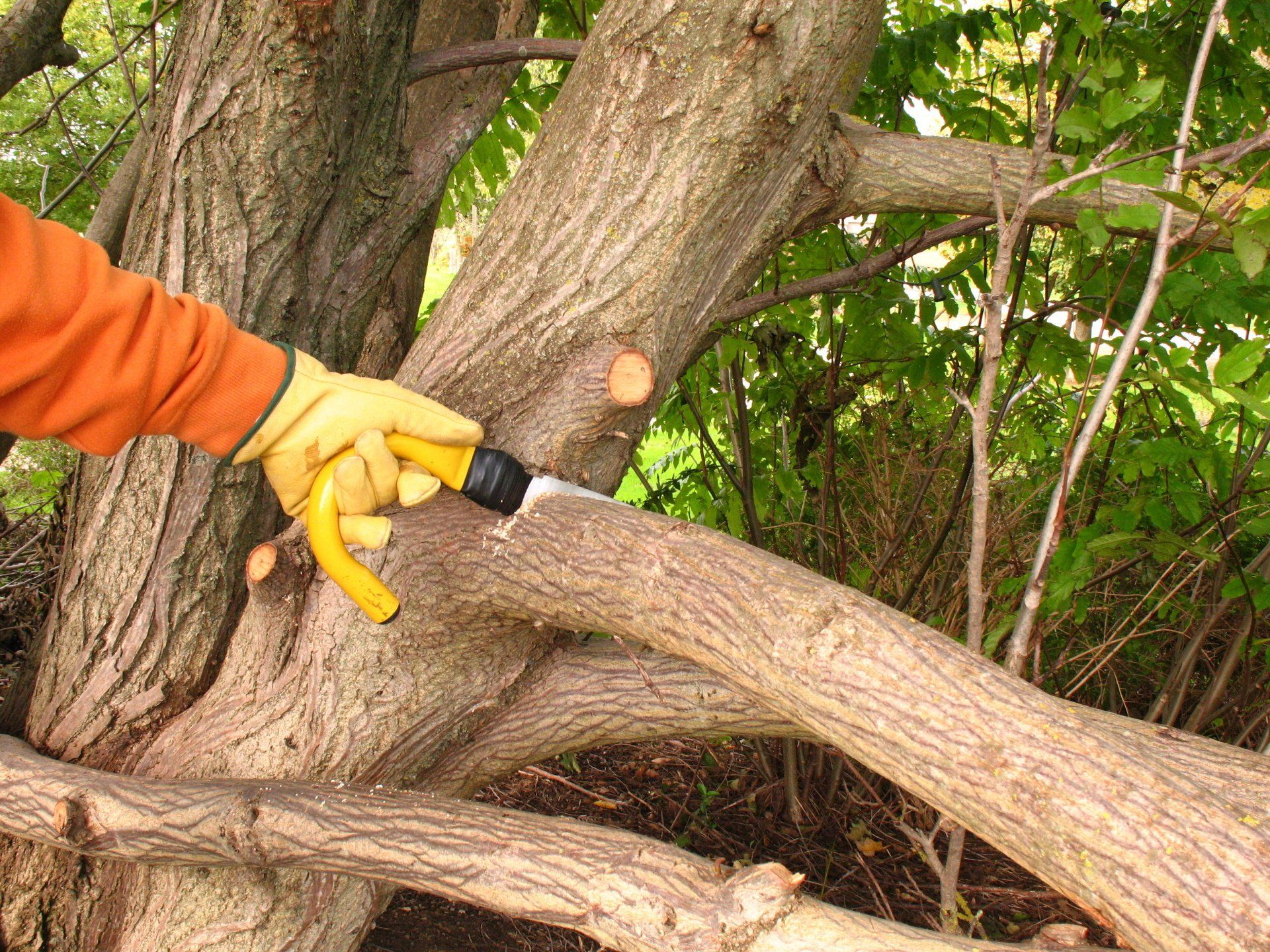 Tree Service in Saugus, MA | Top Notch Services Inc. Tree Service in Saugus, MA | Top Notch Services Inc.