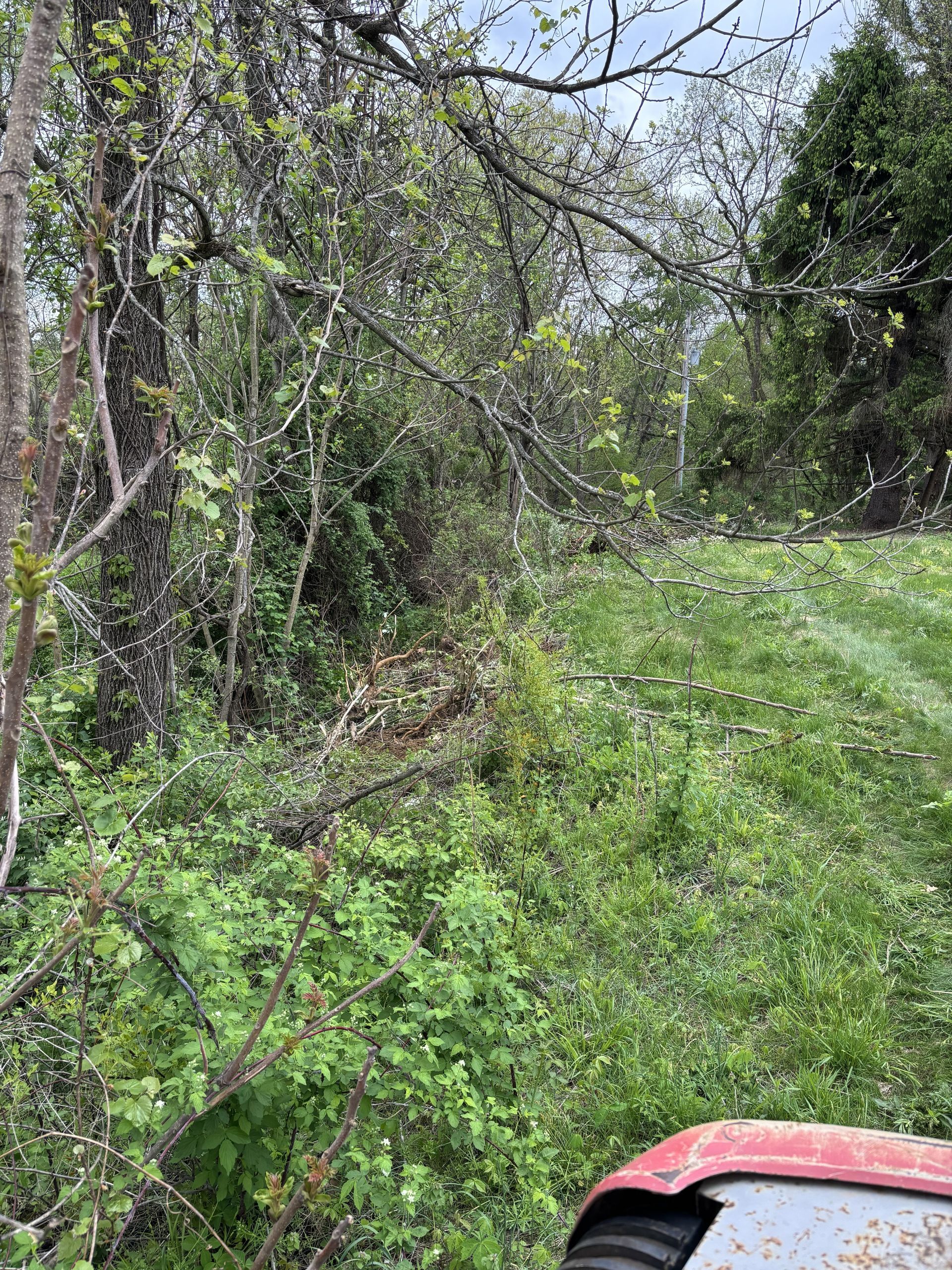 Overgrown grassy path beside trees and brush, with the red hood of a vehicle at bottom right
