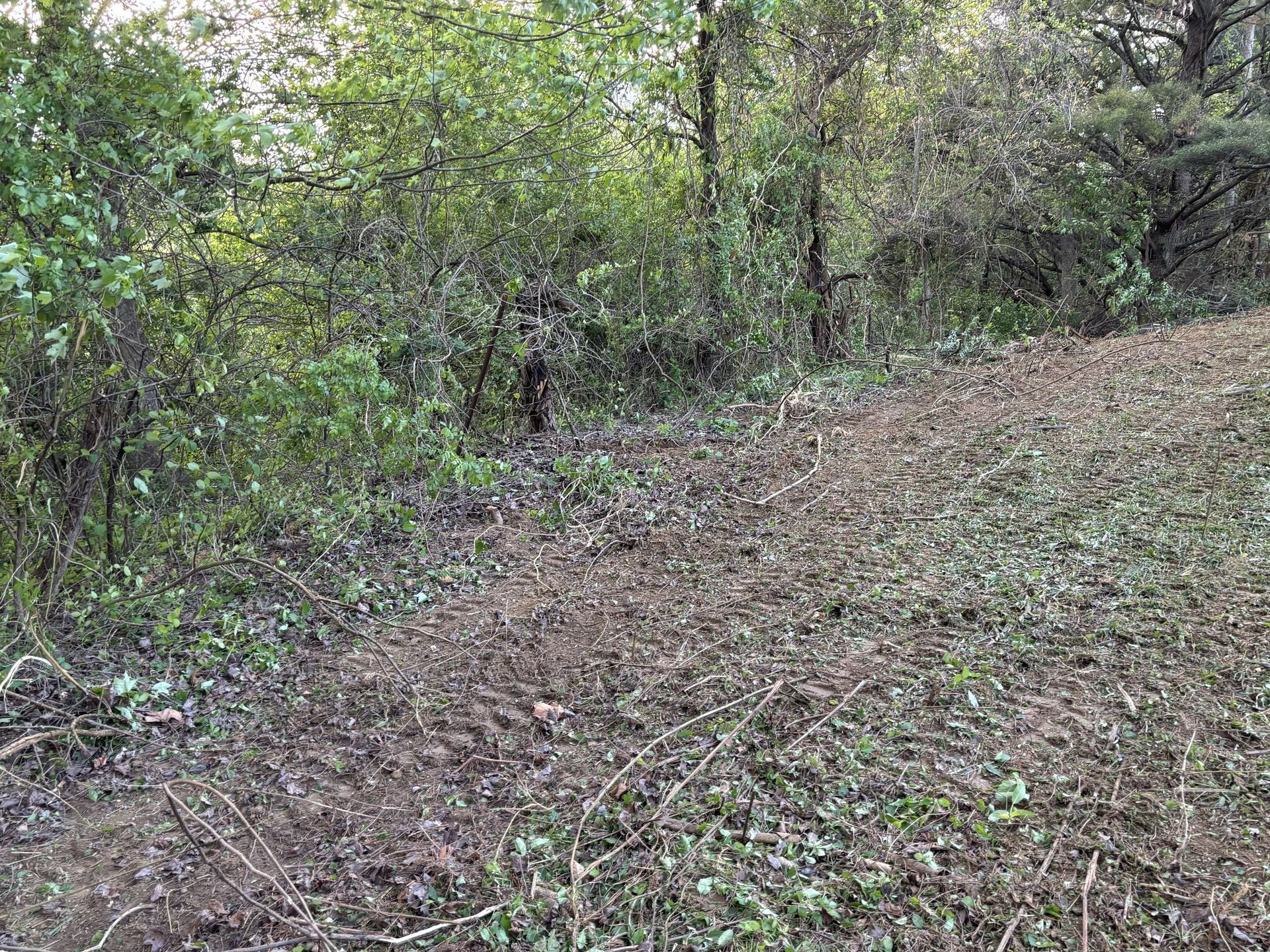 Wooded trail with a leaf-covered dirt path and dense green brush on both sides