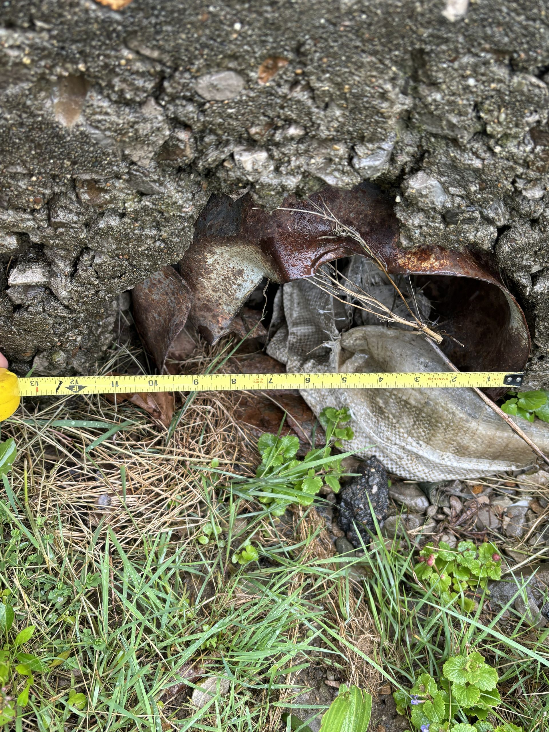 Yellow tape over a dark hole in a tree trunk above grass and leaves