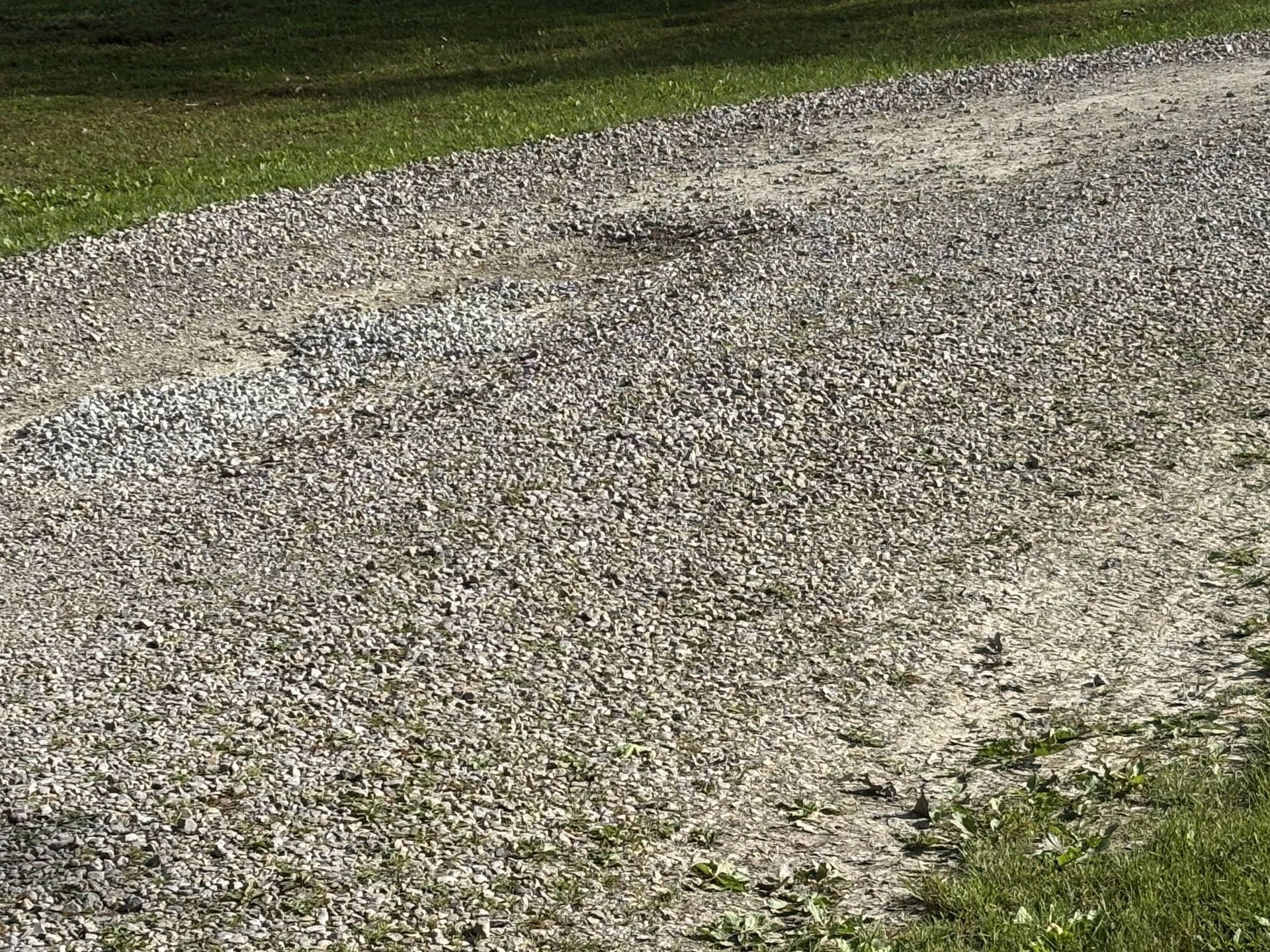 Gravel path curving through grass, with green lawn bordering the top and right edges.