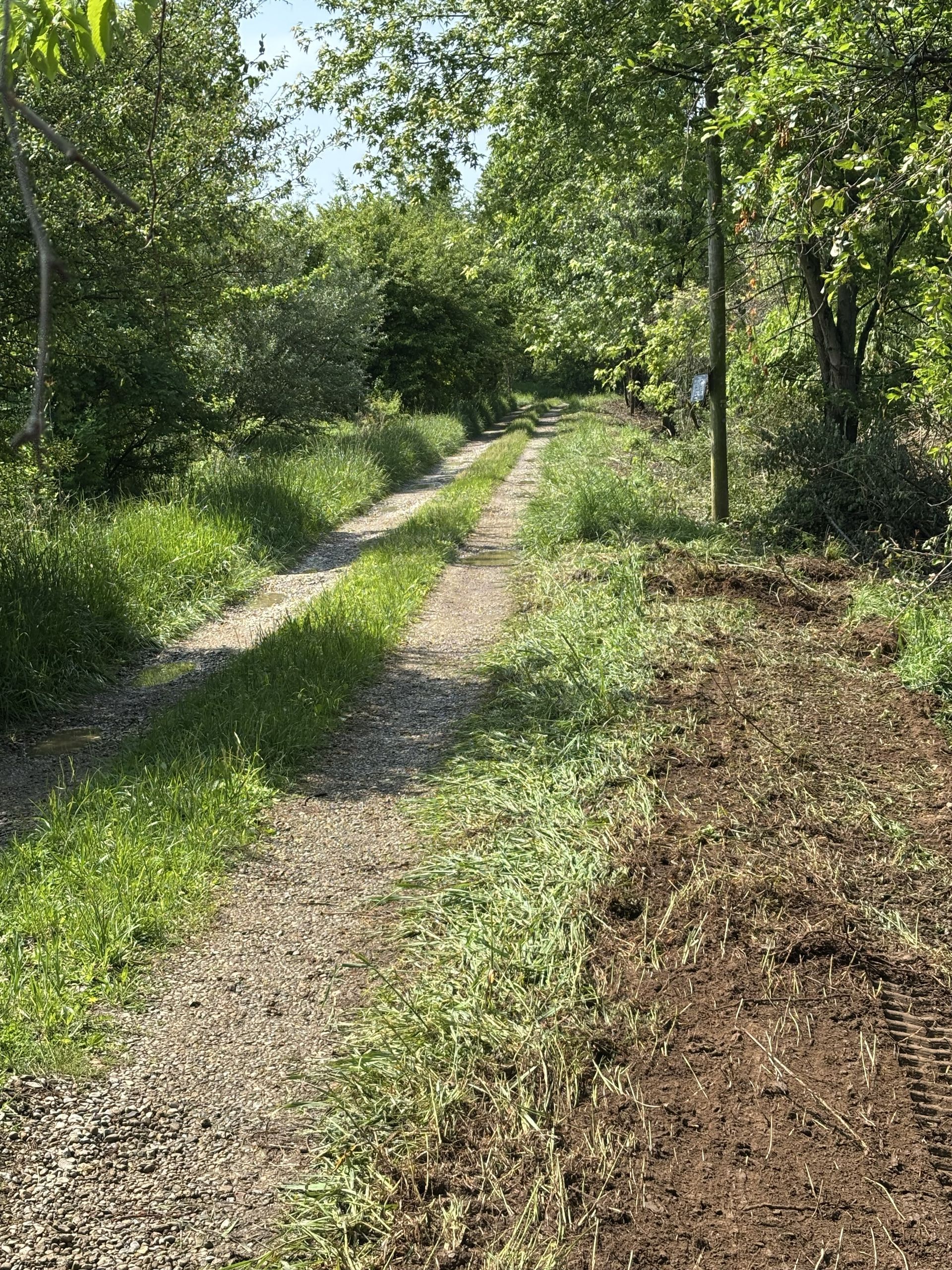 Gravel path through a leafy green woodland on a sunny day