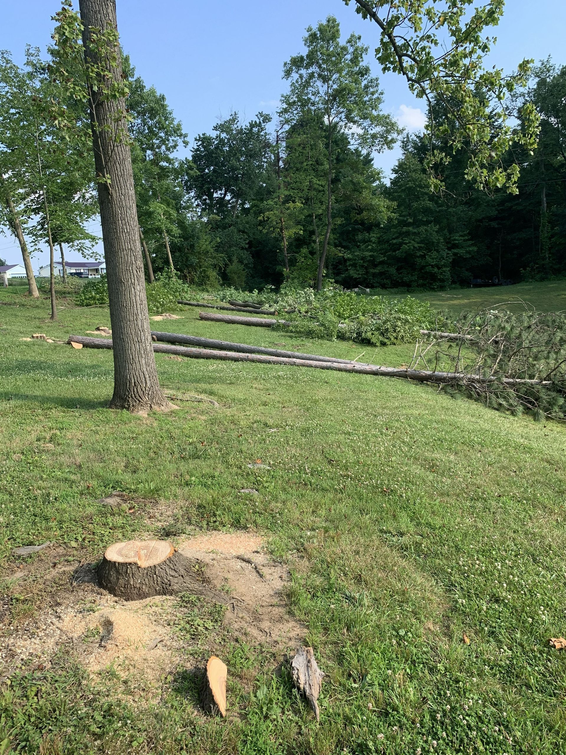 Tree stump in a grassy yard with leafy trees and a small creek in the background