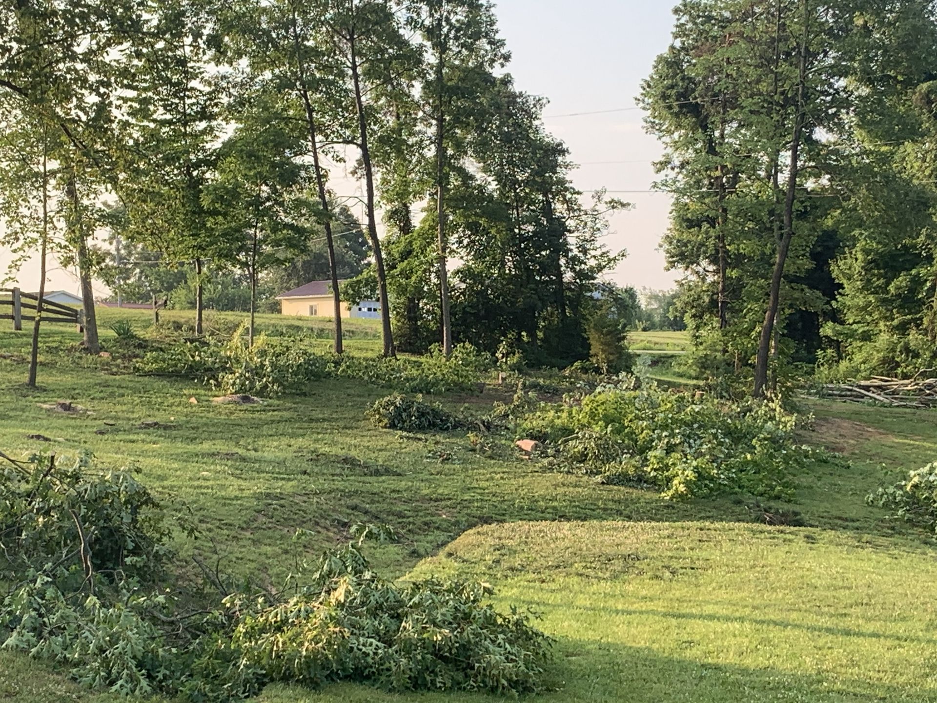 Grassy meadow with scattered trees and shrubs in soft afternoon light