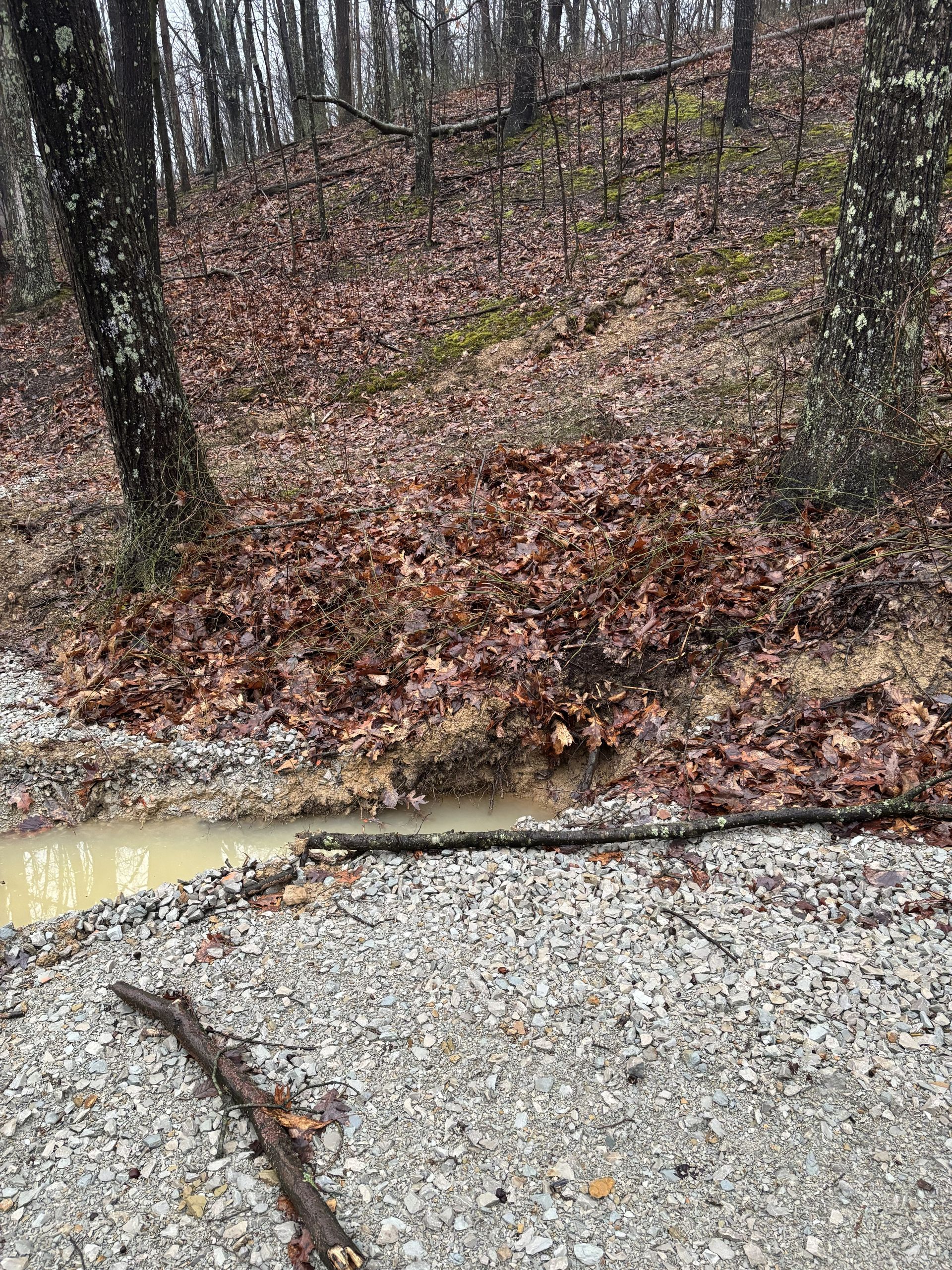 Wooded hillside with bare trees, wet brown leaves, and a muddy gravel roadside ditch