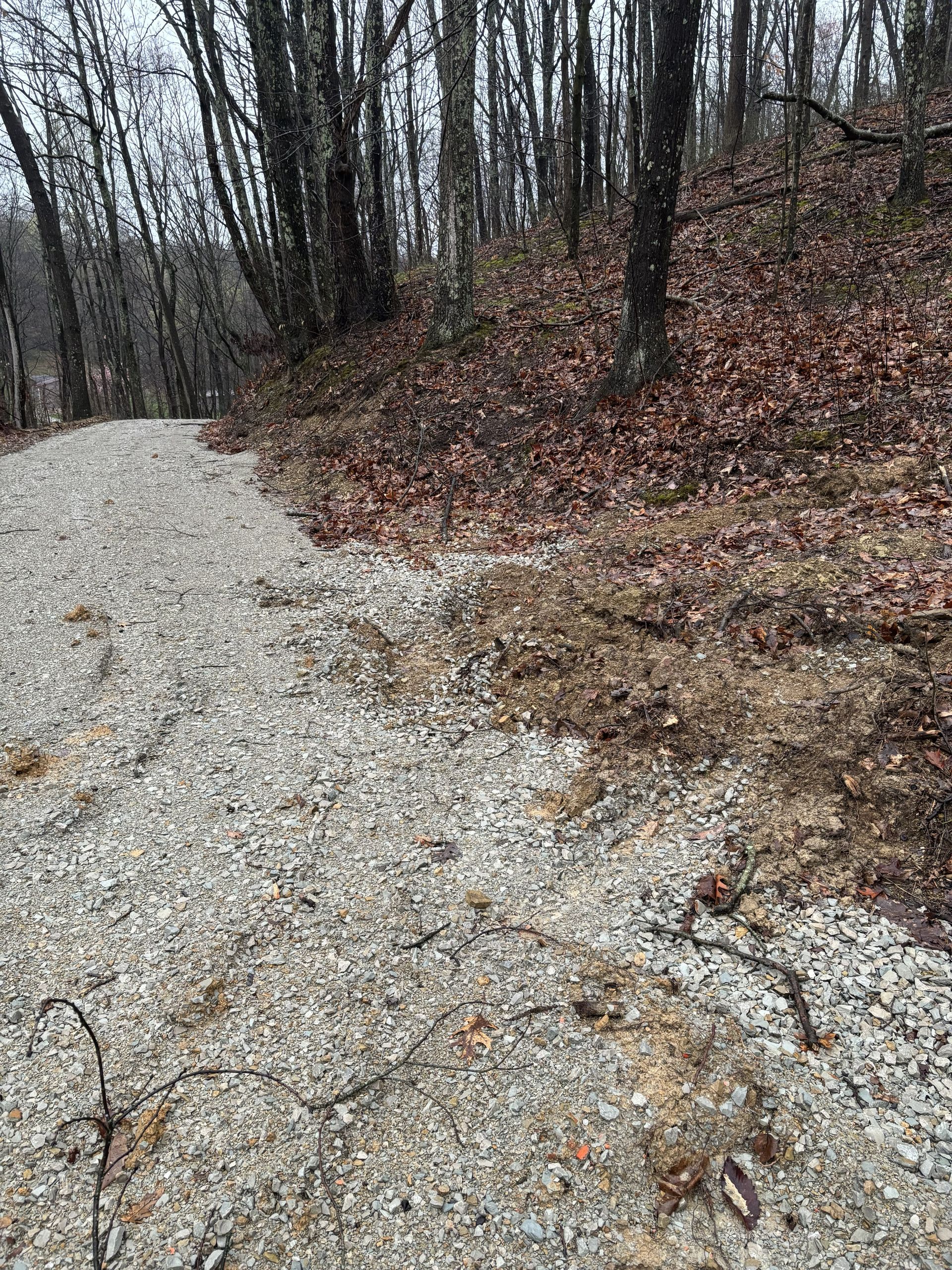 Gravel path curving through a leaf-covered wooded area with bare trees