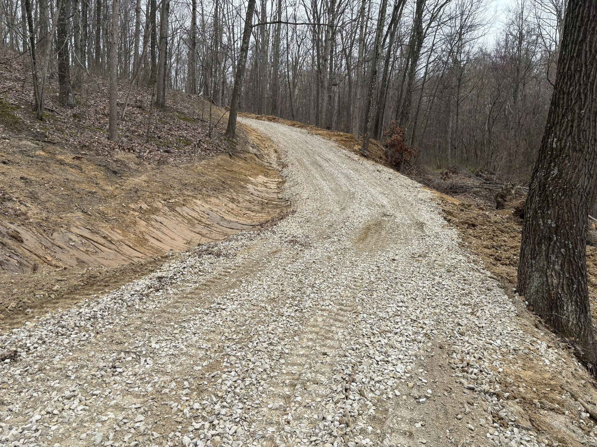 Gravel road curving through a leafless forest on a hillside