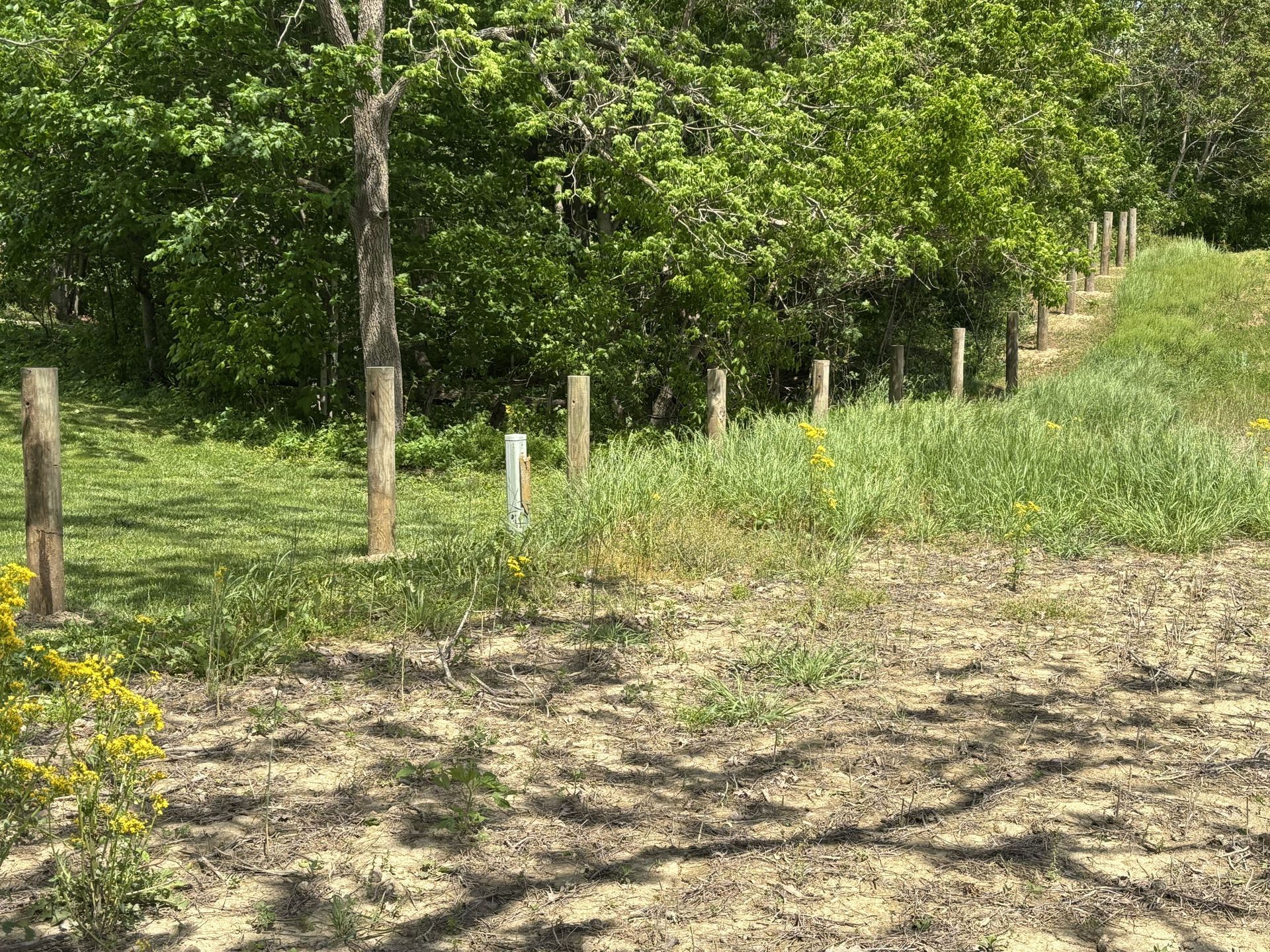 Rural field edge with wooden fence posts, green trees, and a dirt path in sunlight