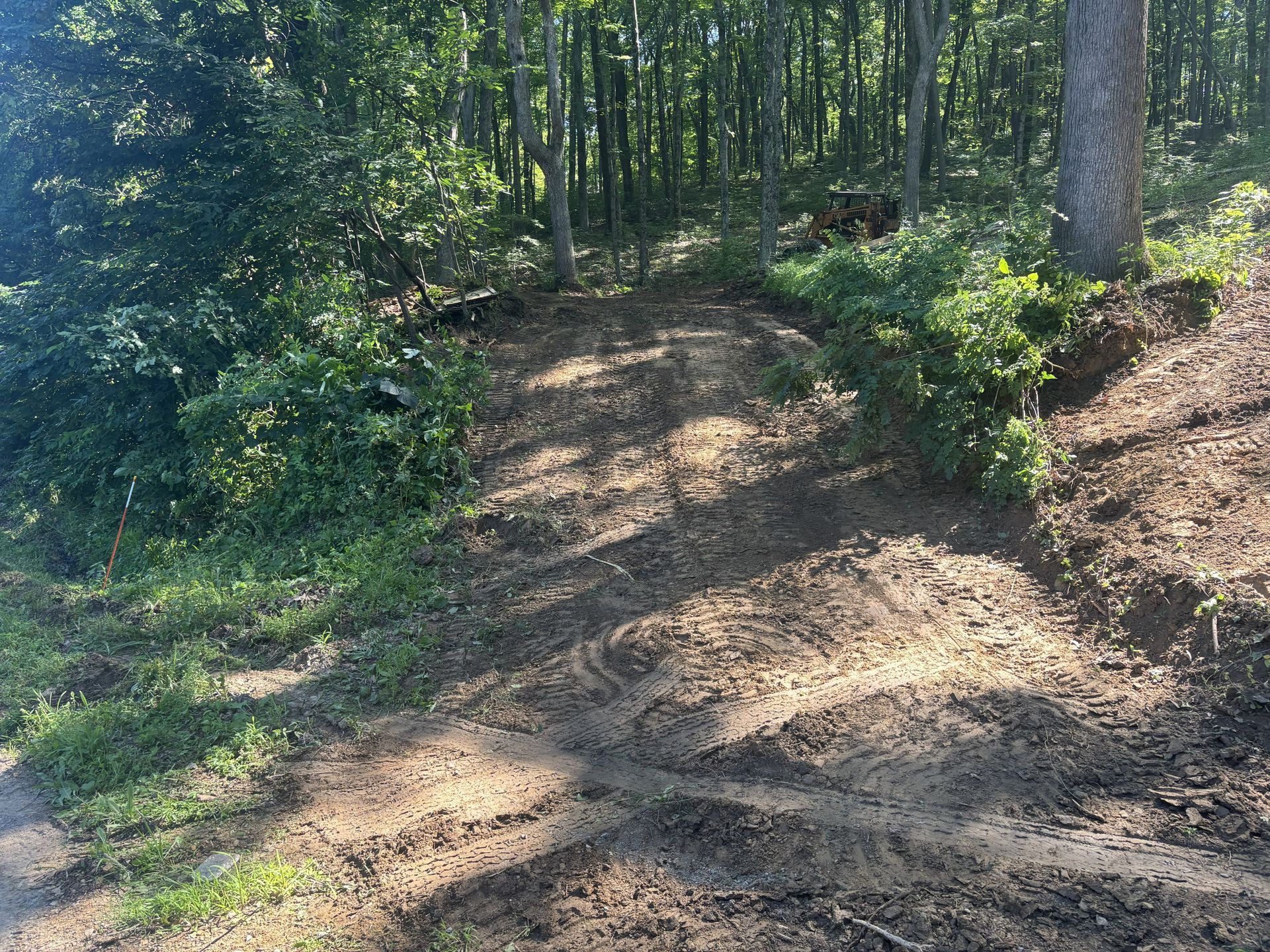 Dirt trail winding through a sunlit forest with trees and green undergrowth