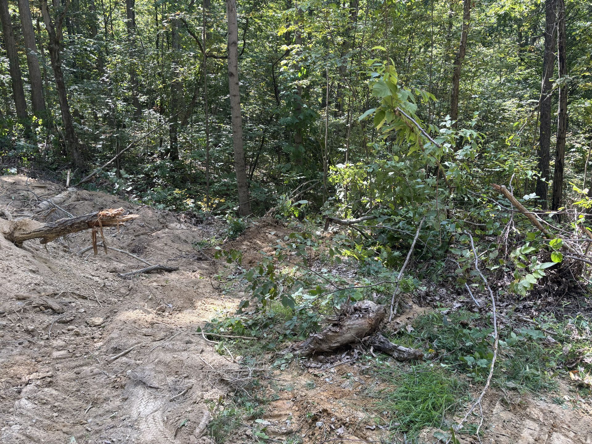 Wooded hiking trail beside a rocky dirt path with dense green trees and shrubs