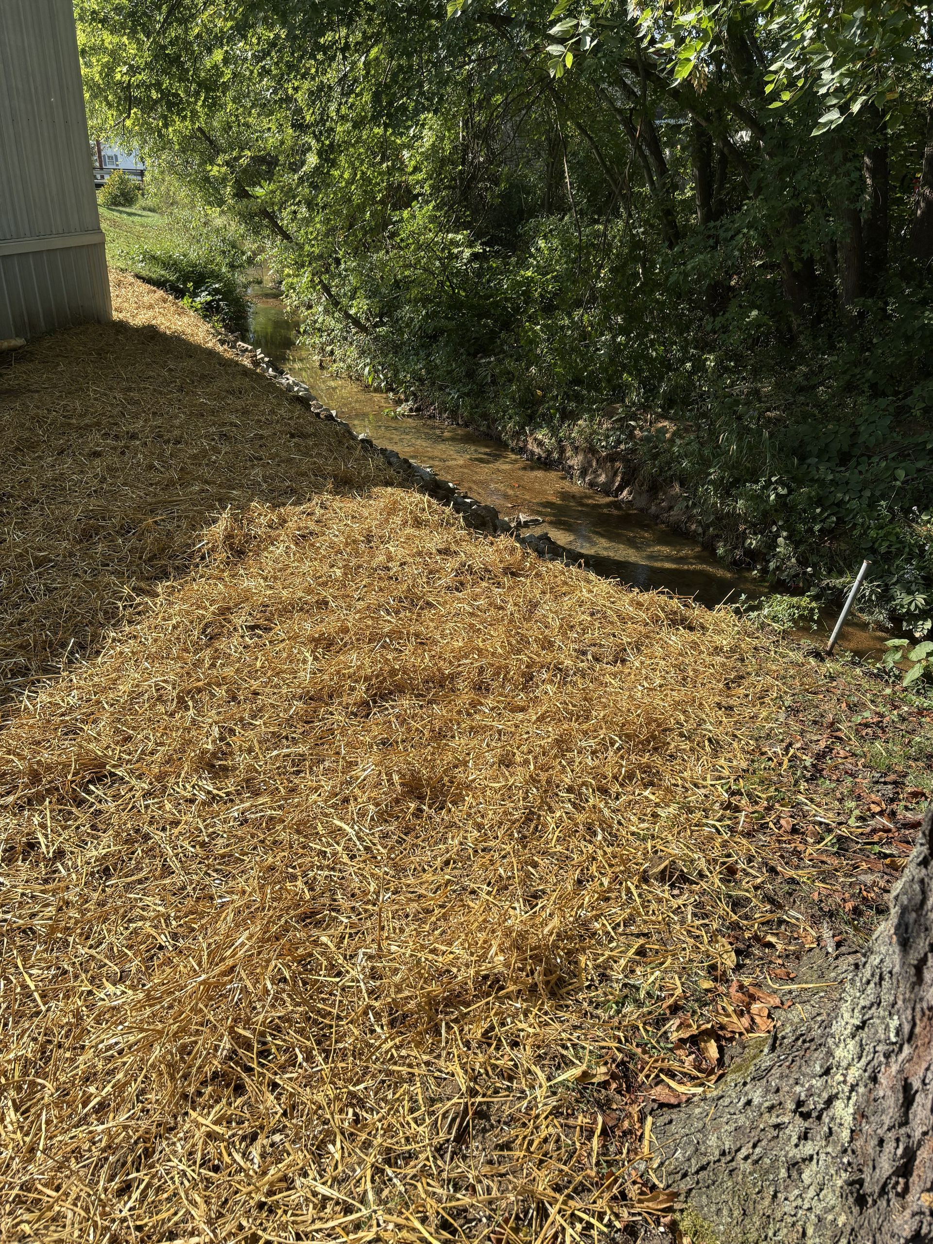 Mulched garden bed beside a tree and concrete wall, with leafy green bushes in the background