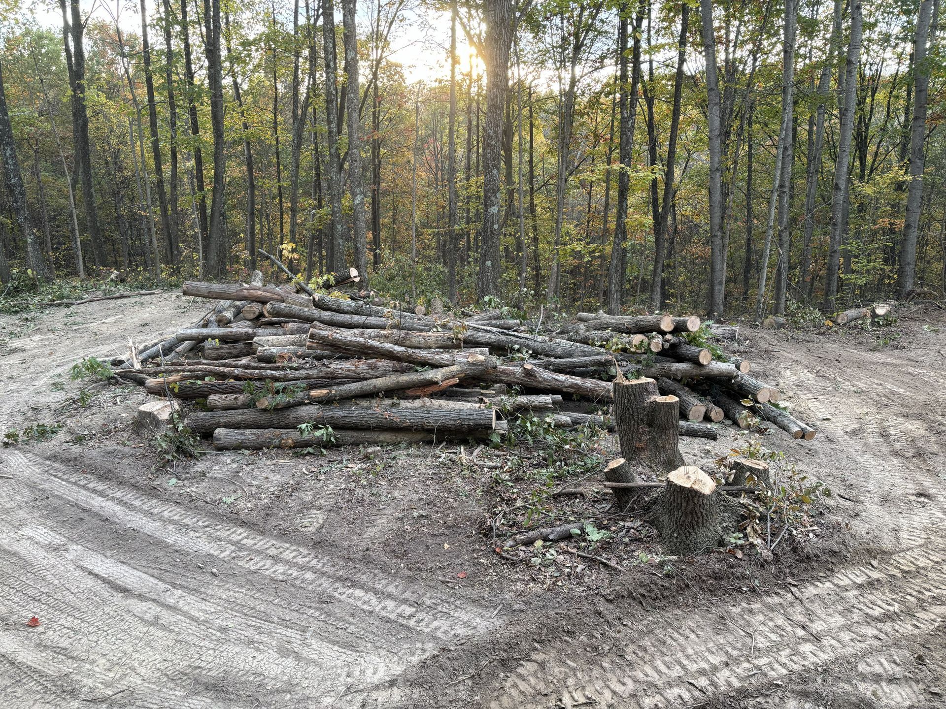 Pile of cut logs stacked in a dirt clearing beside a wooded forest at sunset