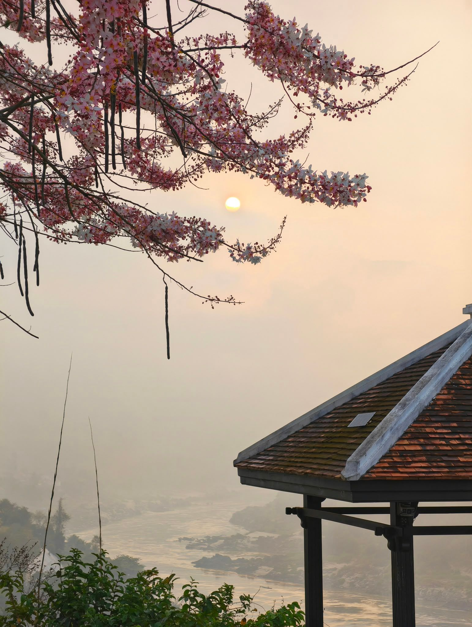 Cherry blossoms framing a hazy sunset over the Mekong River at Pakbeng, Laos, with a pavilion roof in the foreground