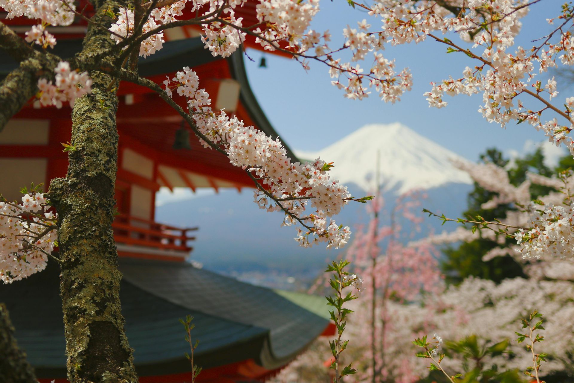 Cherry blossoms frame a red temple with Mount Fuji in the background.
