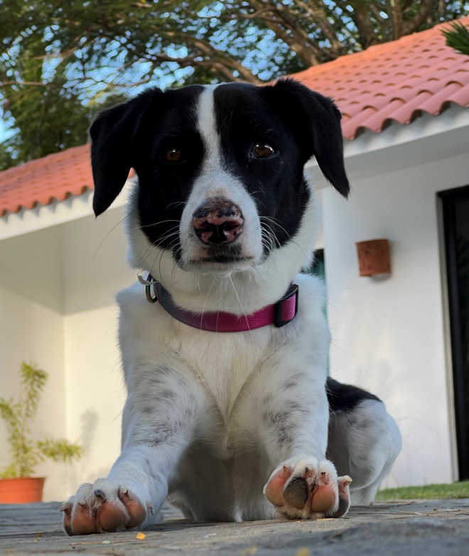 Black and white dog with pink collar resting on a patio, gazing at the viewer.