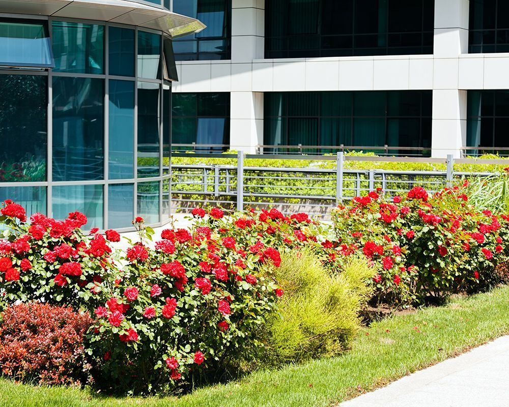 Landscaped garden with red and yellow flowers beside a modern glass office building