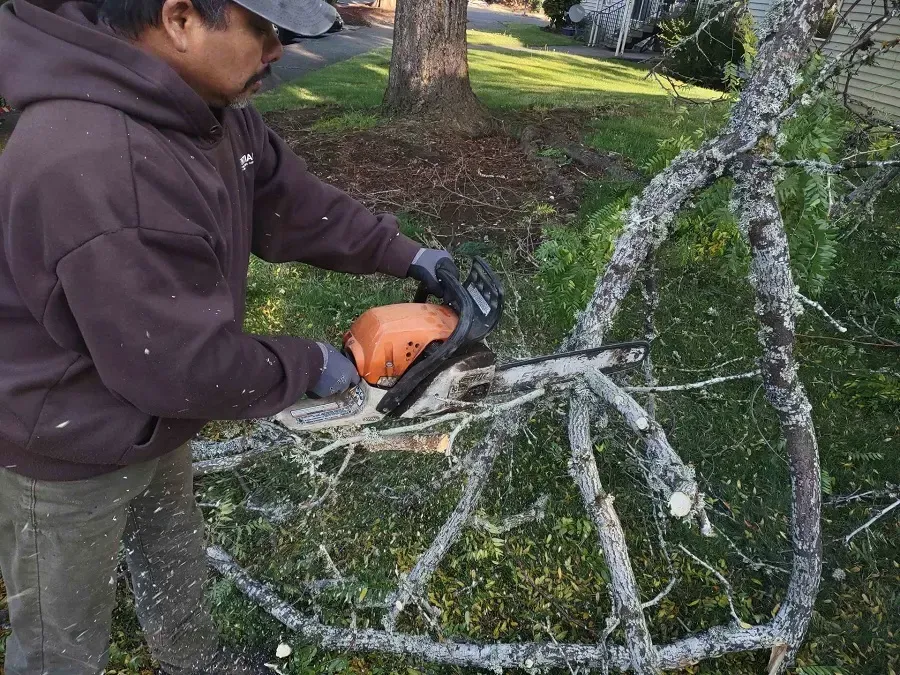Person trimming tree branches with a chainsaw outdoors in a yard